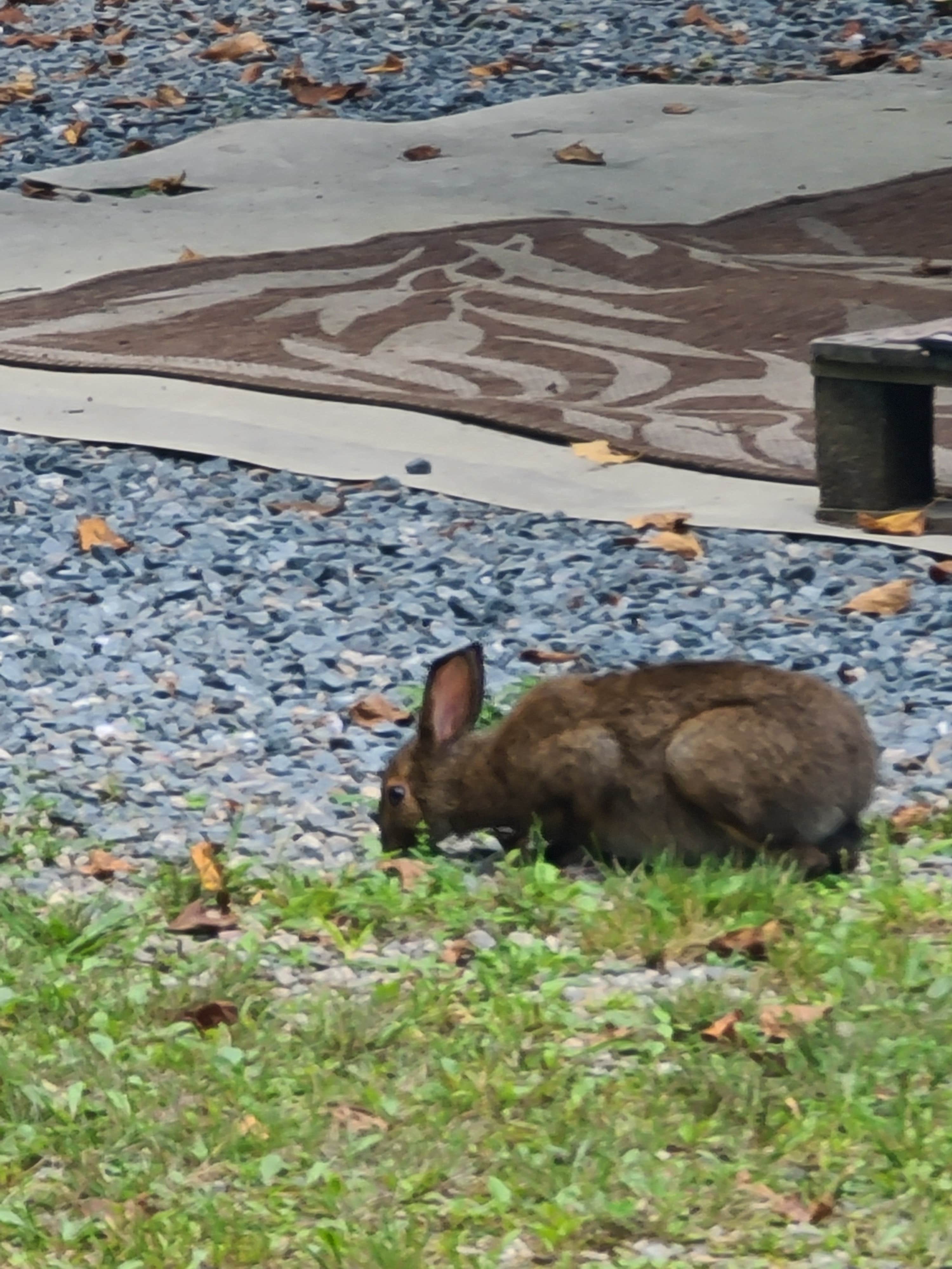 Sara D.'s photo of camping with pets at Crazy Horse Family Campground near Whitefield, NH