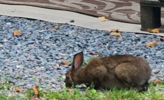 Sara D.'s photo of camping with pets at Crazy Horse Family Campground in New Hampshire