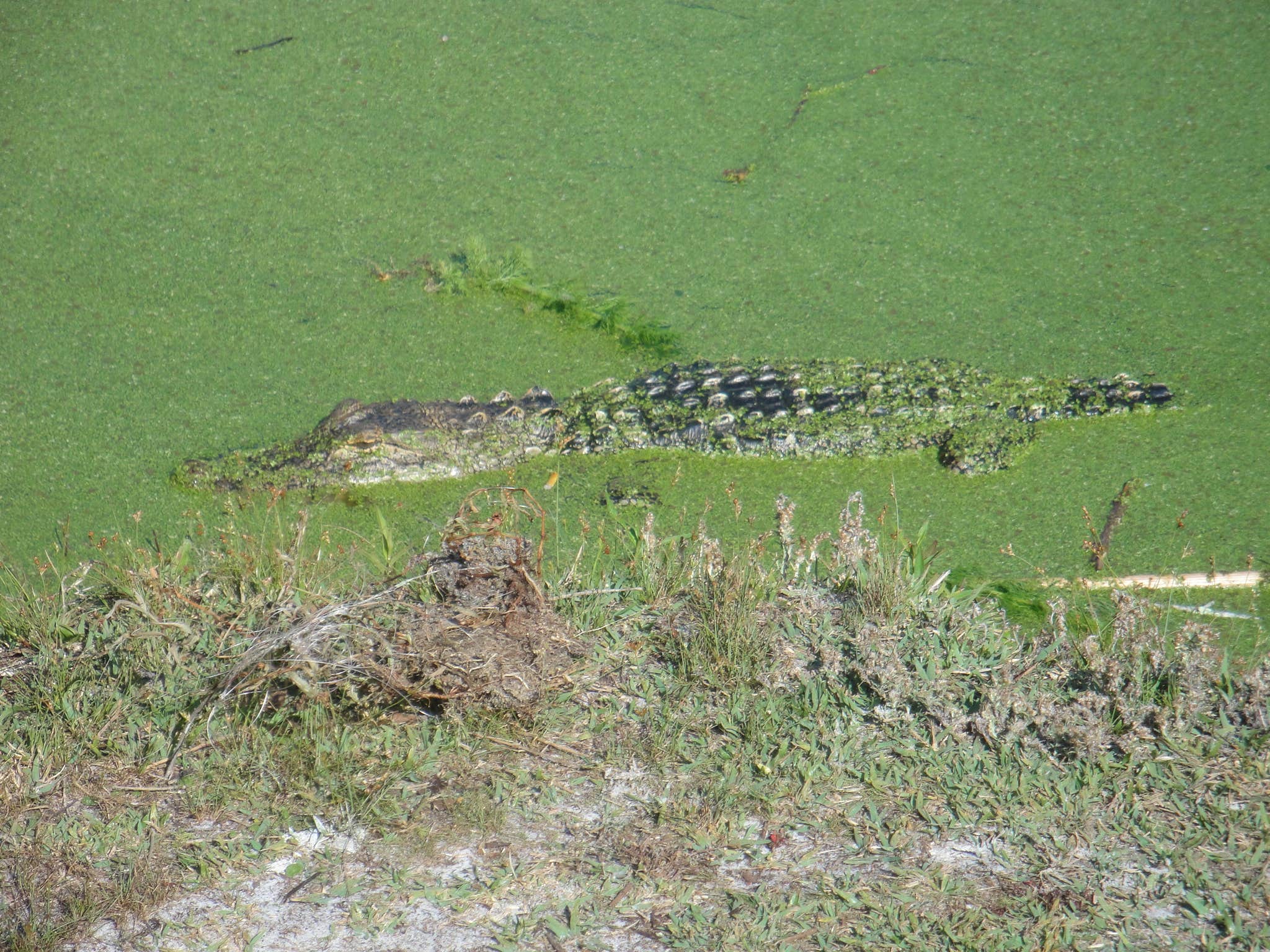 Camper-submitted photo at St. Andrews State Park Campground near Mexico Beach, FL
