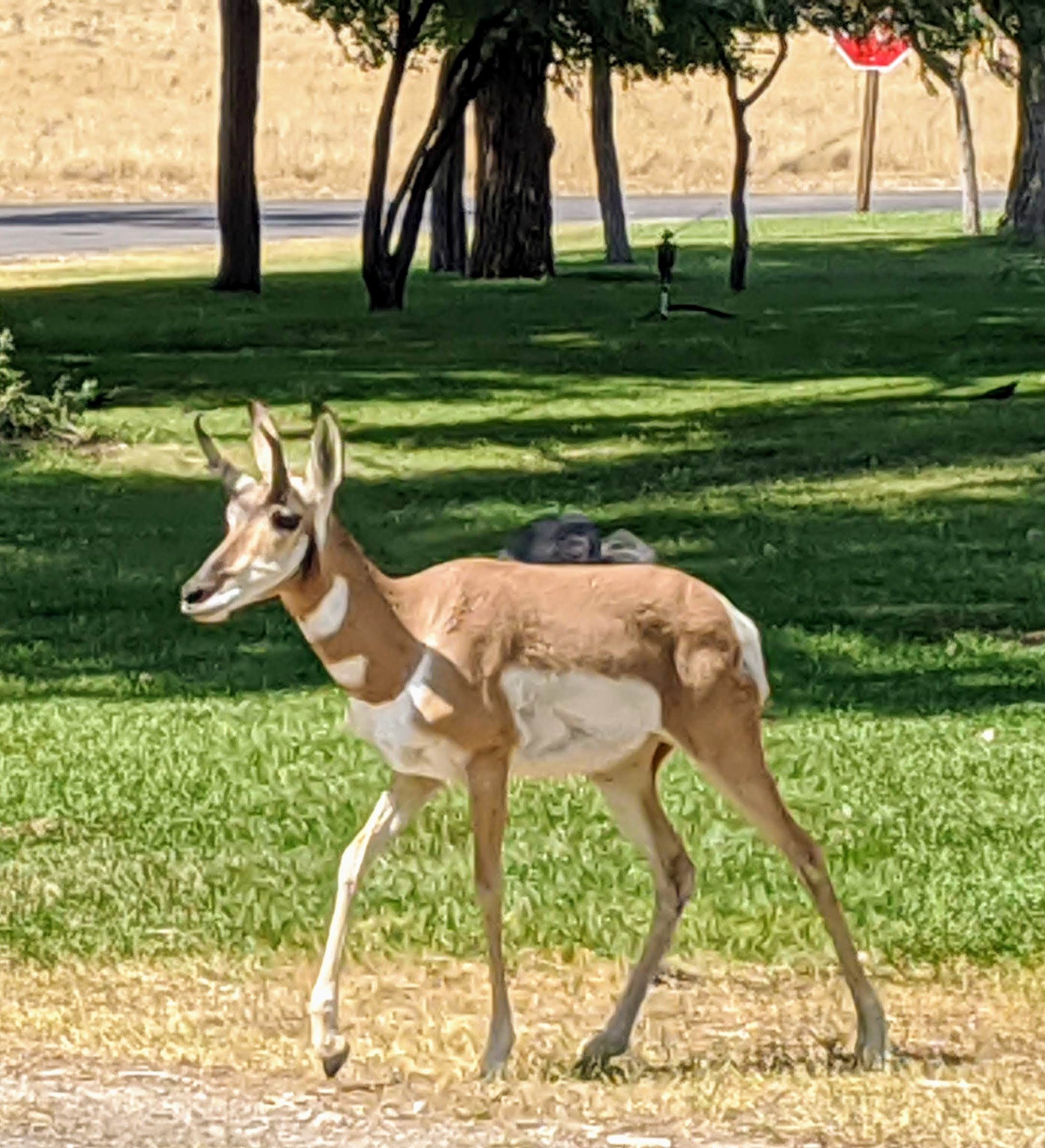 Camper-submitted photo at Fruita Section Camping — James M. Robb Colorado River State Park near Grand Junction, CO