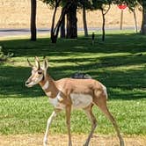 Review photo of Fruita Section Camping — Colorado River by Suanne M., September 1, 2020