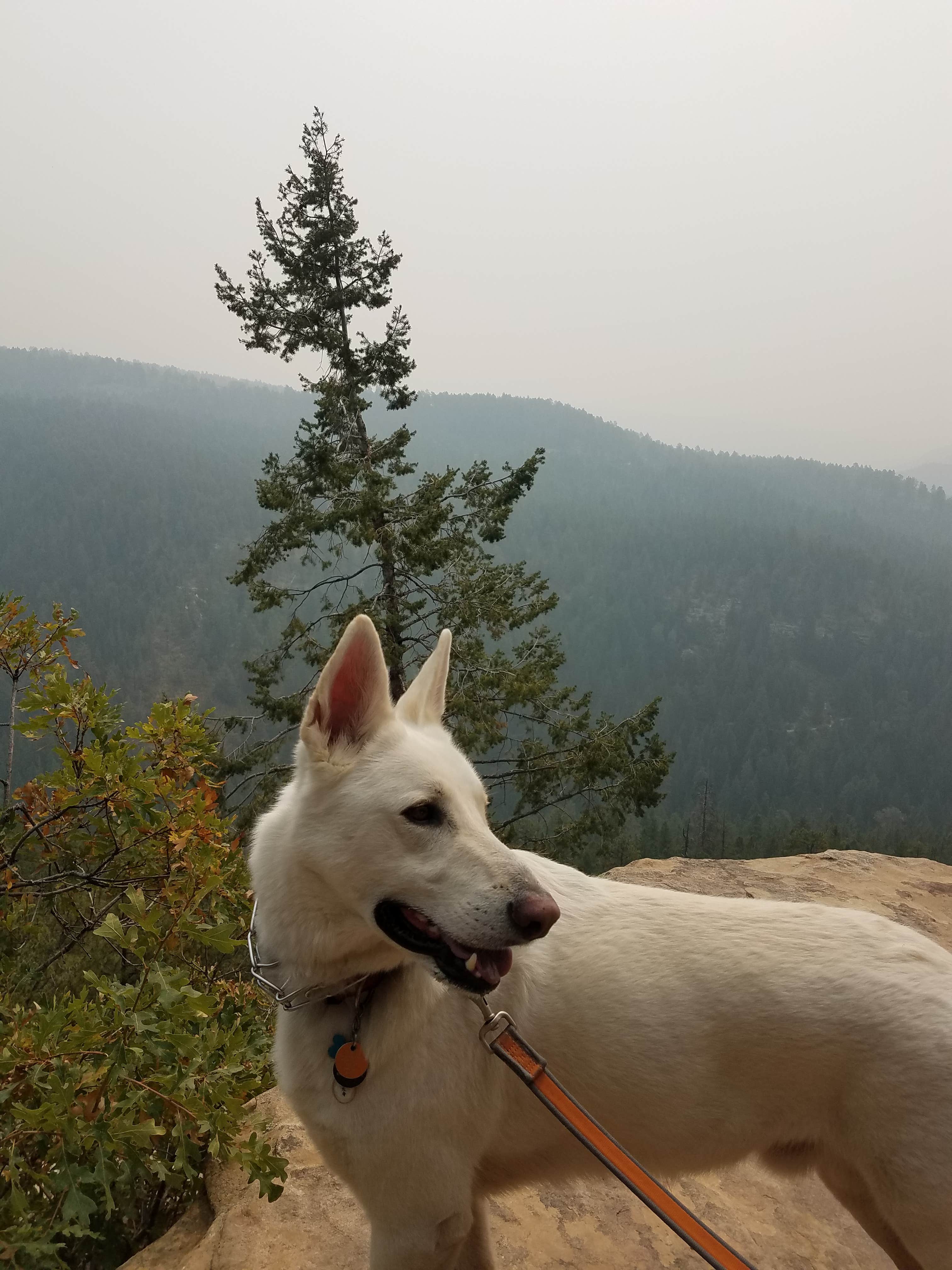 Kathi V.'s photo of camping with pets at Junction Creek Campground near Durango, CO