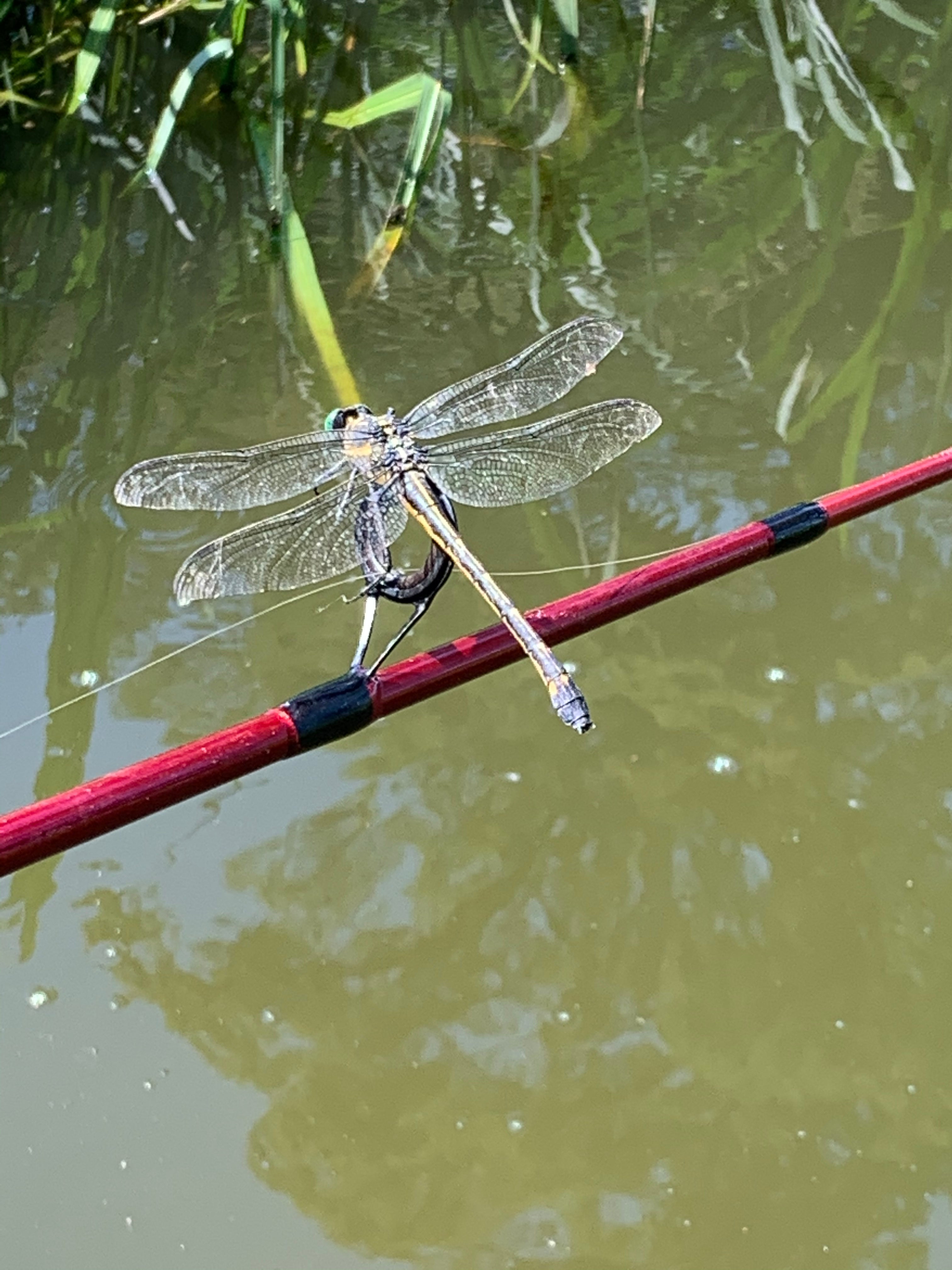 For dragonfly lovers, they were everywhere
