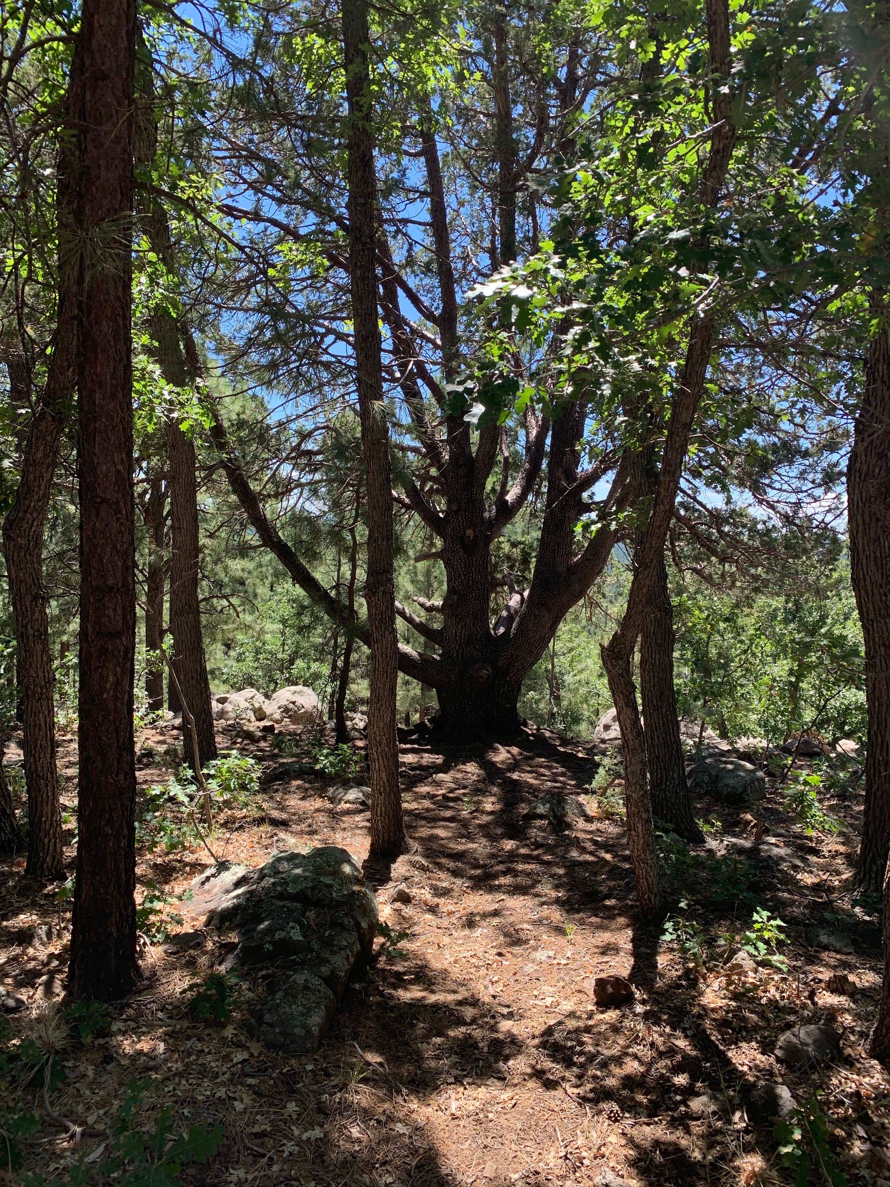 Camper-submitted photo at Rock Crossing Campground near Payson, AZ