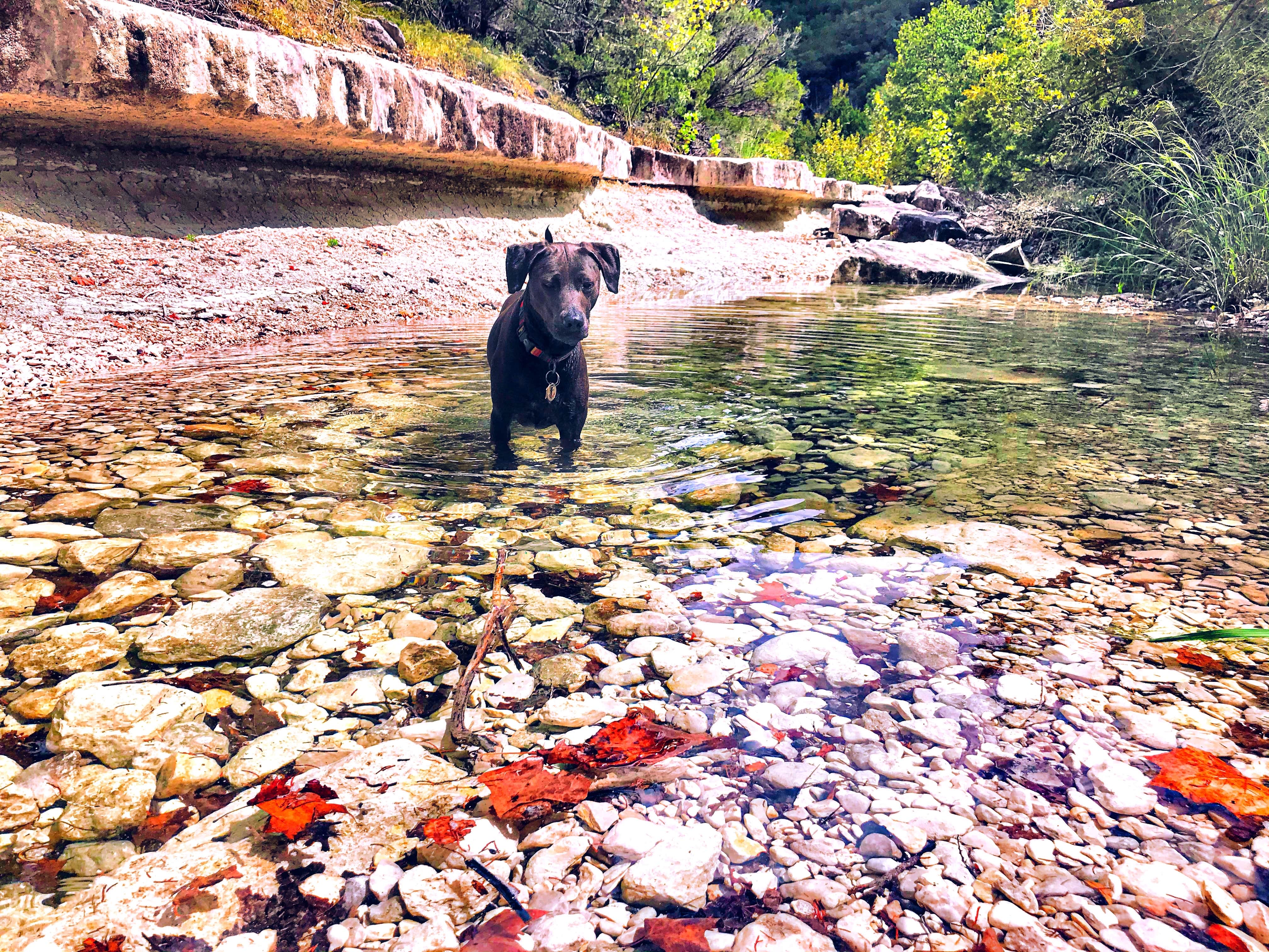 Chelsea O.'s photo of camping with pets at Lost Maples State Natural Area Campground near Telegraph, TX