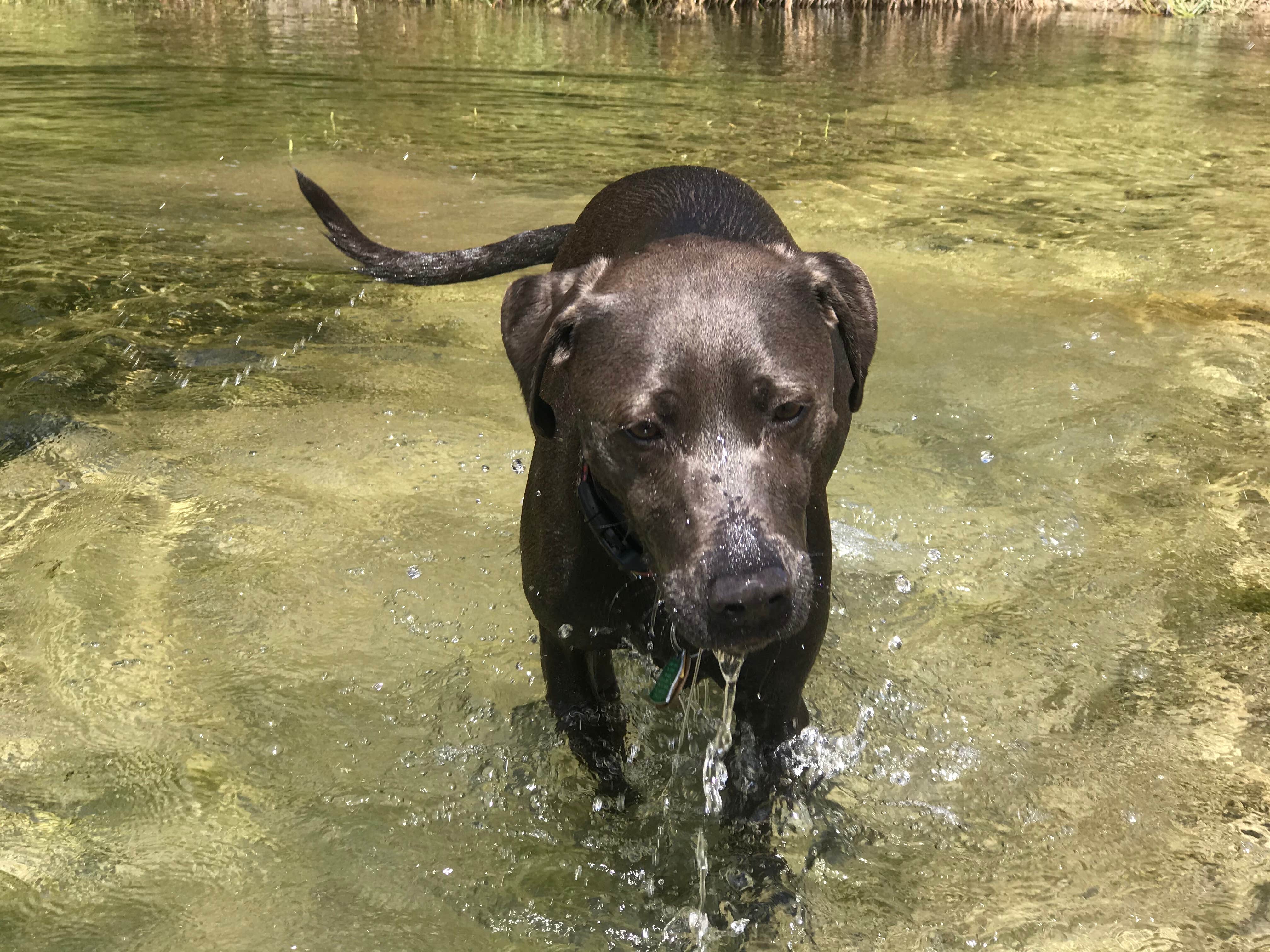Chelsea O.'s photo of camping with pets at Lost Maples State Natural Area Campground near Junction, TX