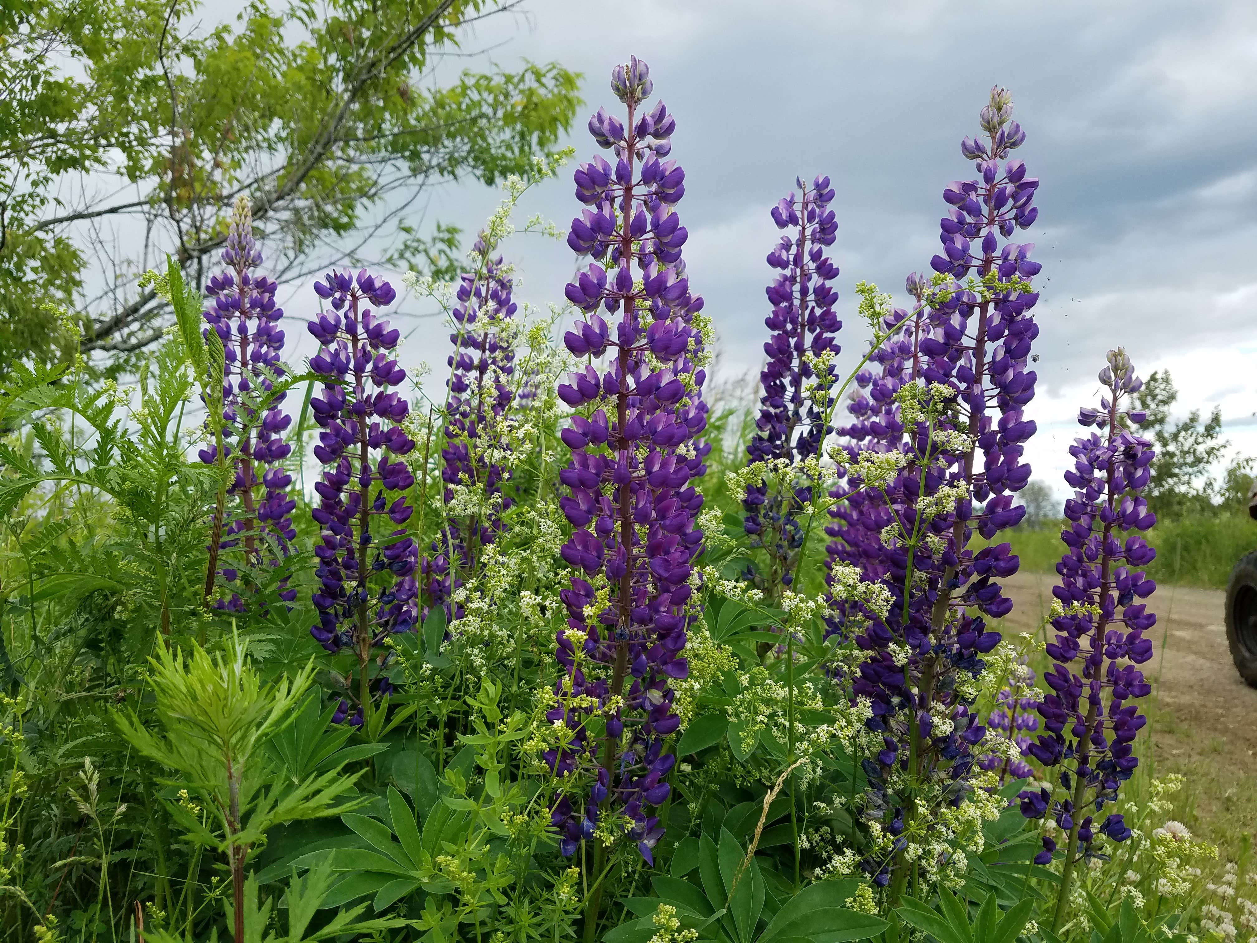 Camper-submitted photo at Arndt's Aroostook River Lodge & Campground near Houlton, ME