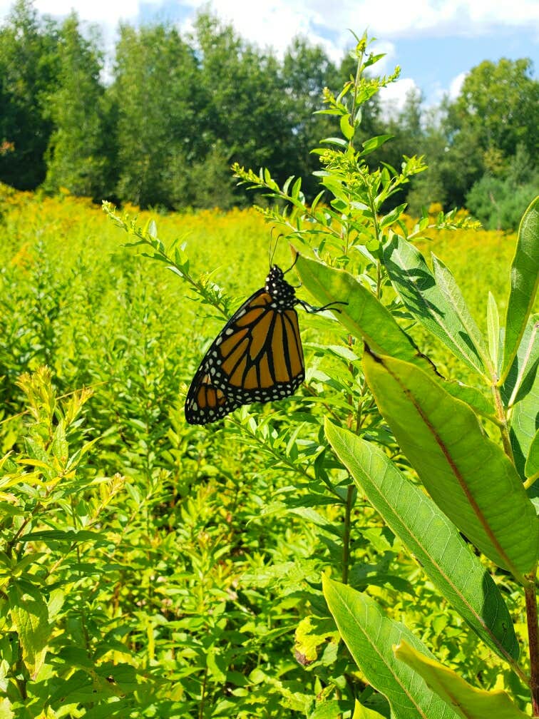 Camper-submitted photo at Deer Farm Camps & Campground - TEMPORARILY CLOSED near Madison, ME