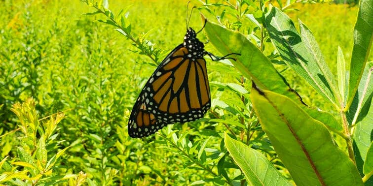 Camper submitted image from Deer Farm Camps & Campground - TEMPORARILY CLOSED