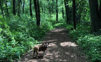 Katie J.'s photo of camping with pets at Beed's Lake State Park Campground near Britt, IA