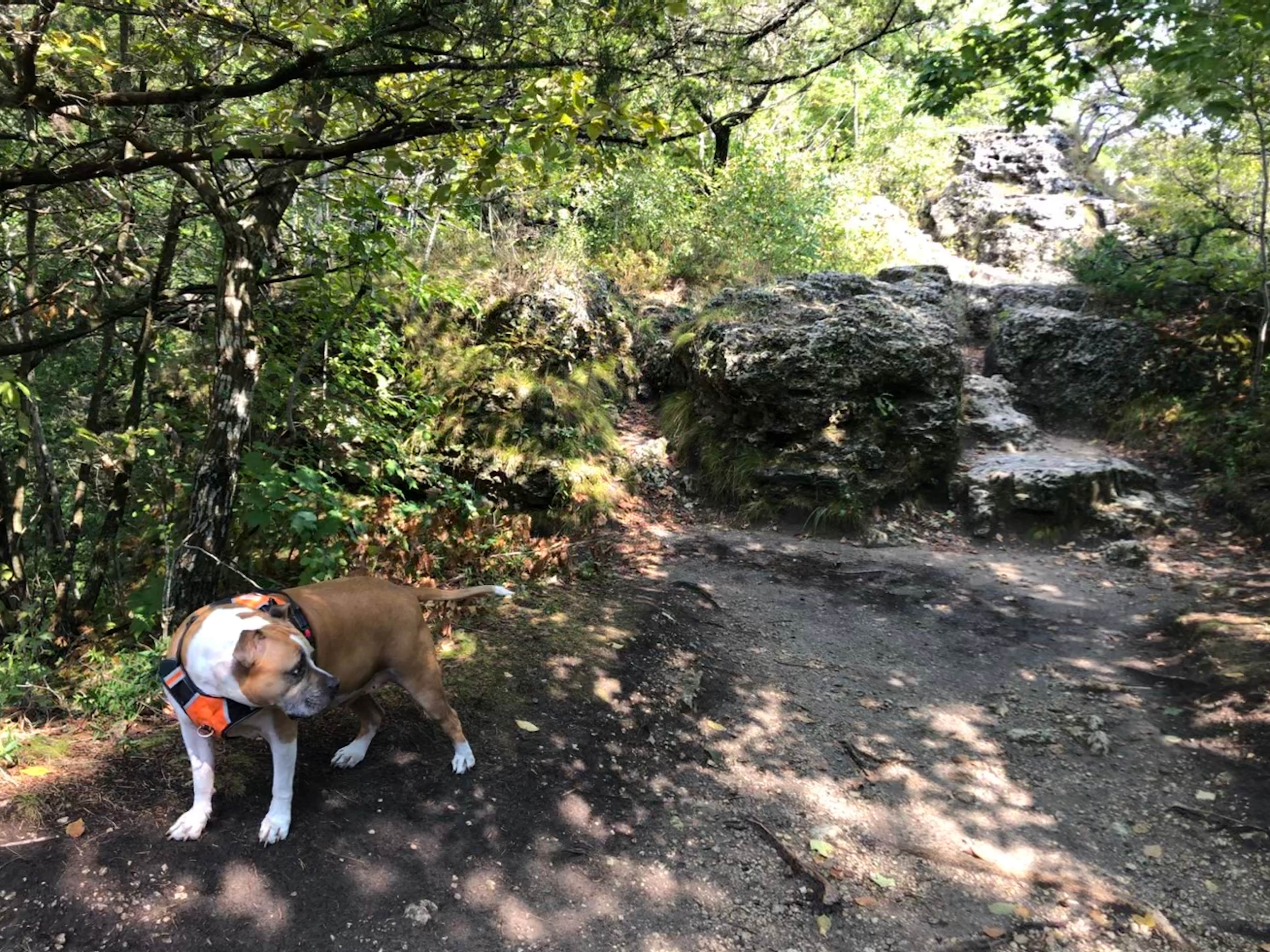 Katie J.'s photo of camping with pets at Six Pines Campground — Backbone State Park near Elkader, IA