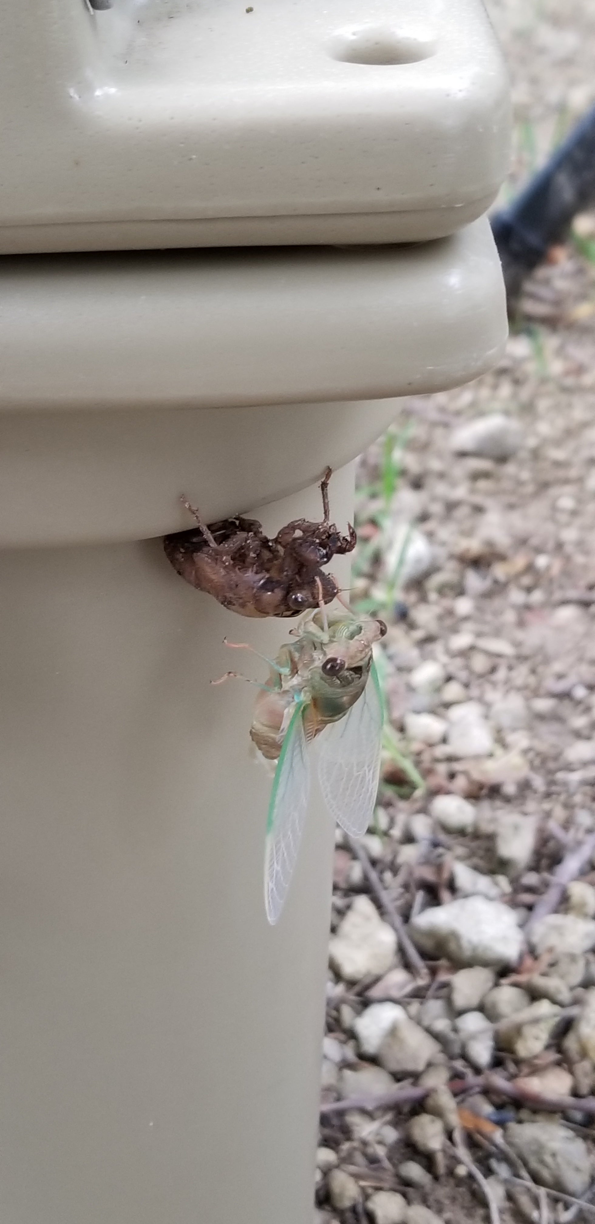 Shedding Cicada