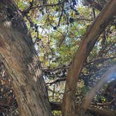 Review photo of El Capitán State Beach Campground by Tammy C., September 8, 2020