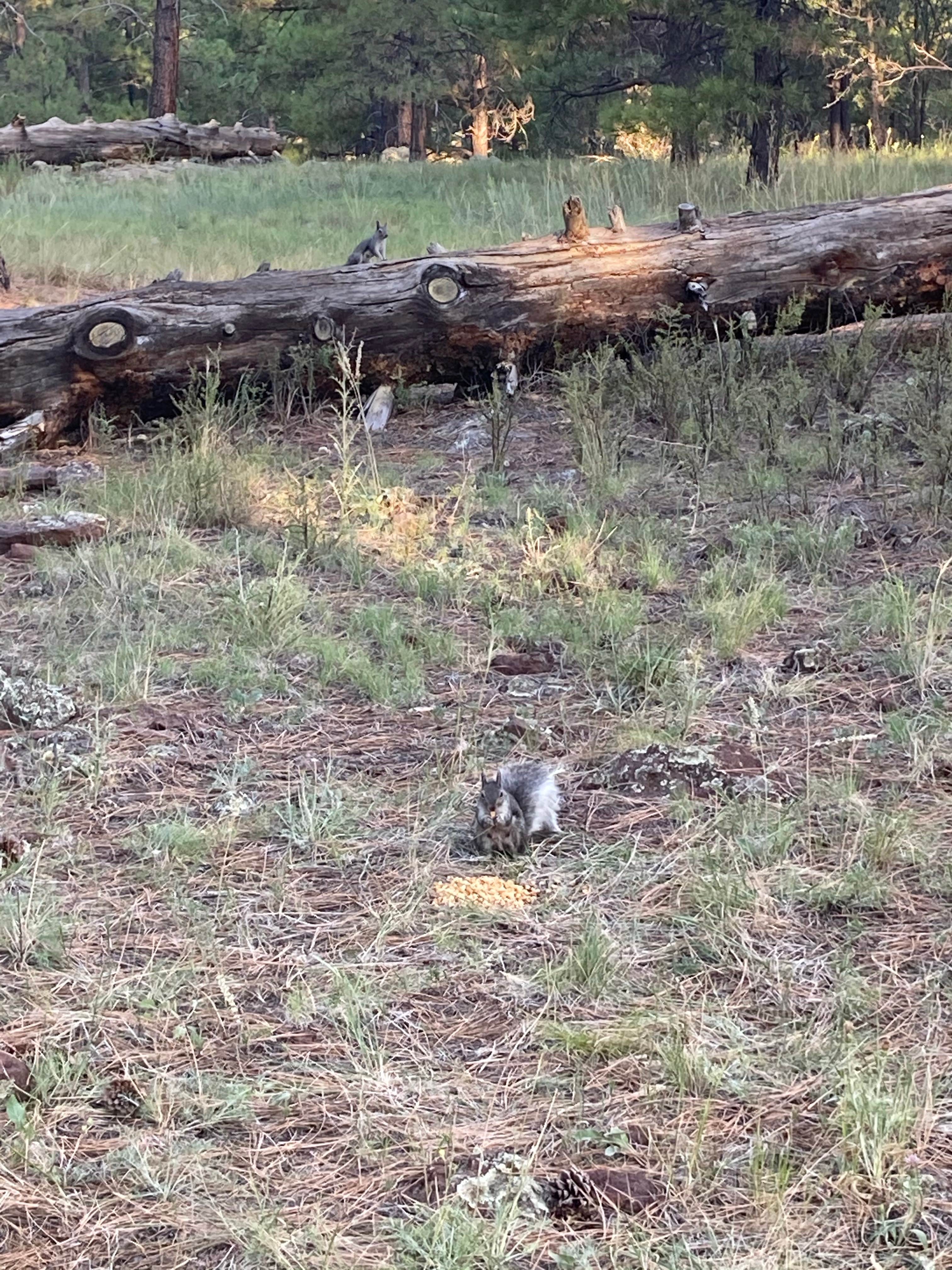 Overland Pioneer ⛺.'s photo of camping with pets at Forest Service Road 328 Dispersed near Gray Mountain, AZ