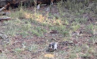 Overland Pioneer ⛺.'s photo of camping with pets at Forest Service Road 328 Dispersed near Grand Canyon National Park