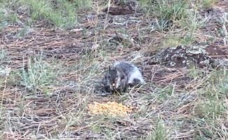 Overland Pioneer ⛺.'s photo of camping with pets at Forest Service Road 328 Dispersed near Grand Canyon, AZ