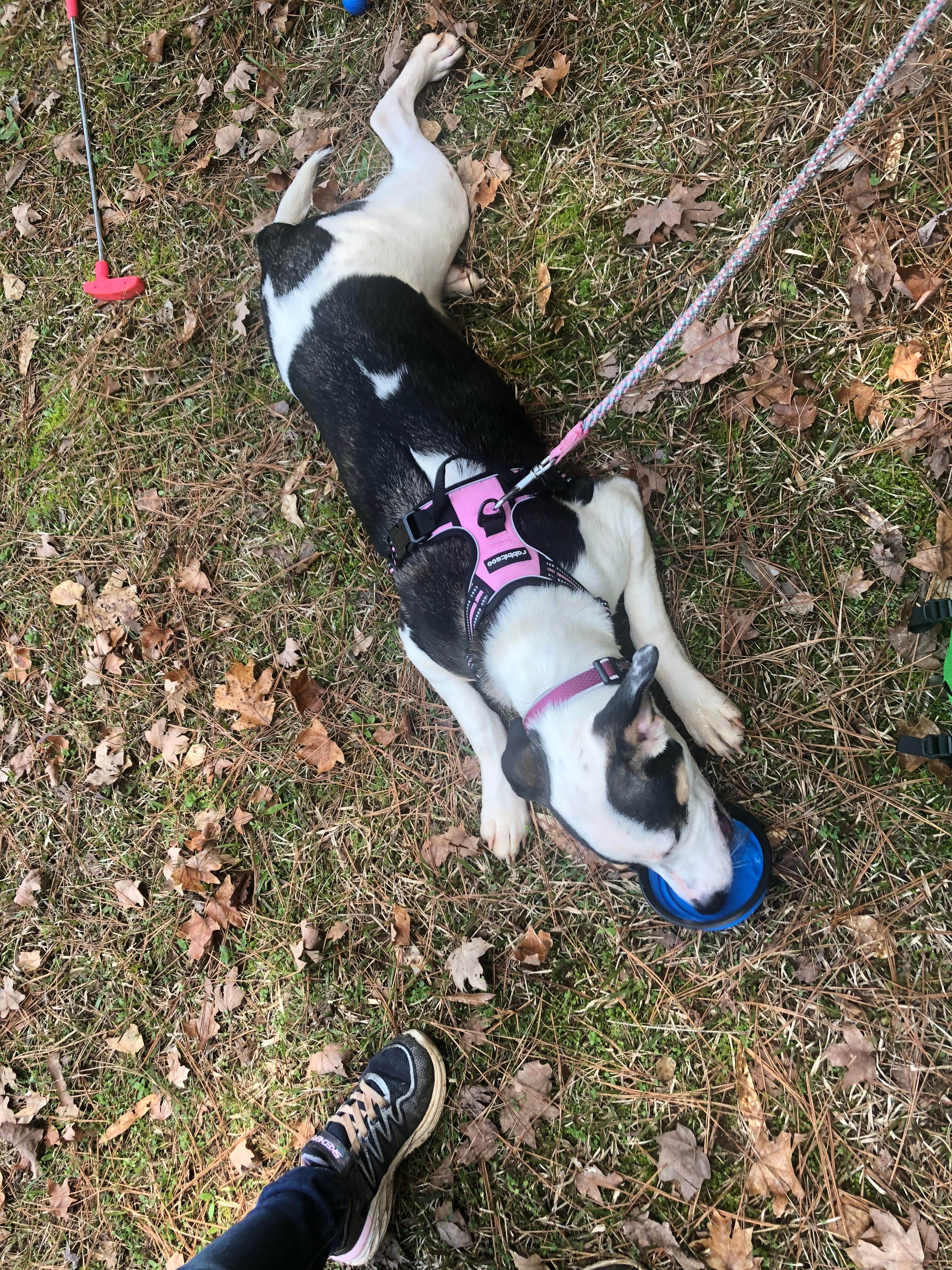Sonyia W.'s photo of camping with pets at Fort Yargo State Park Campground near Pine Mountain, GA