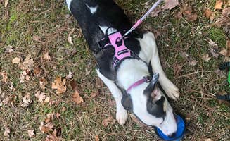 Sonyia W.'s photo of camping with pets at Fort Yargo State Park Campground near Duluth, GA