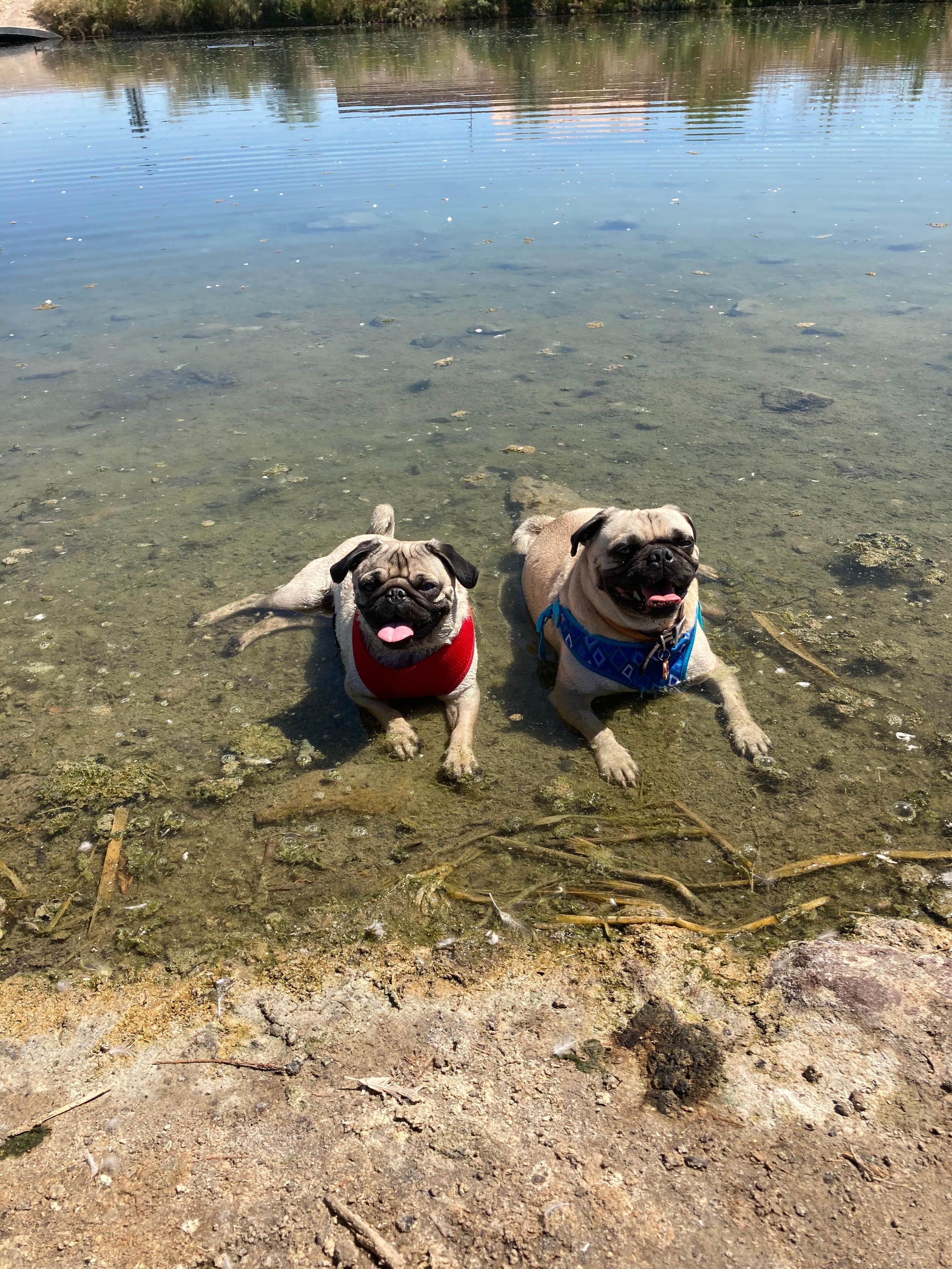 Overland Pioneer ⛺.'s photo of camping with pets at Dogtown Lake Campground And Group near Williams, AZ