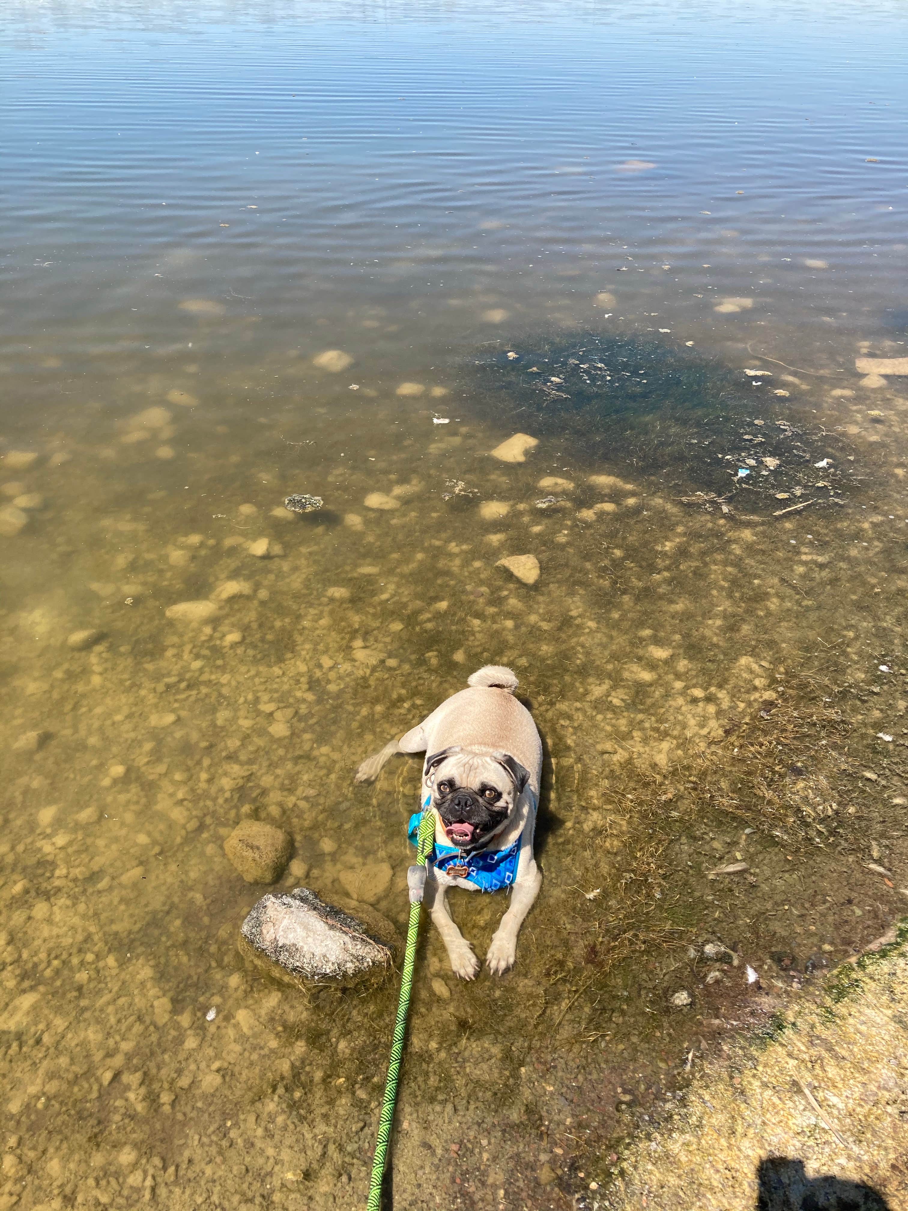 Overland Pioneer ⛺.'s photo of camping with pets at Dogtown Lake Campground And Group near Parks, AZ