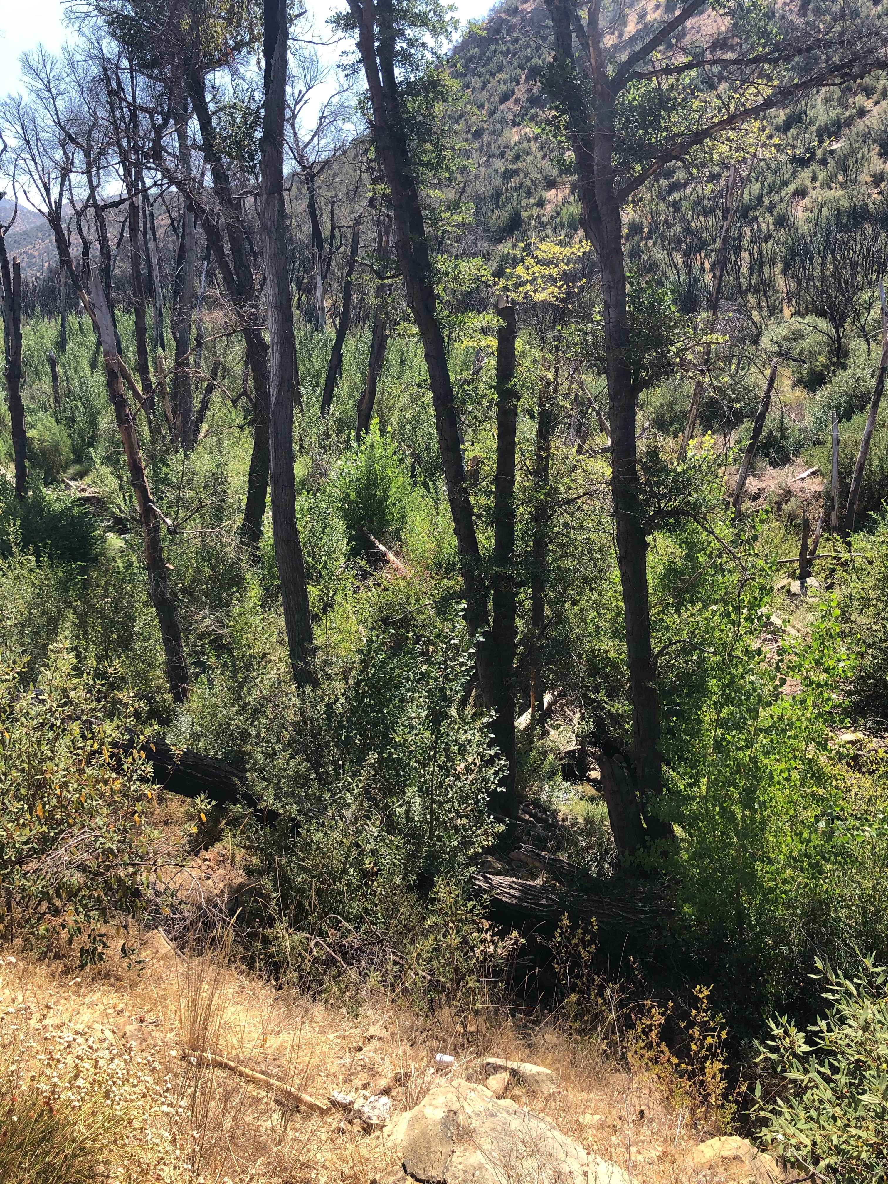 Camper-submitted photo at Gould Mesa Trail Campground near Alhambra, CA