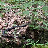 Review photo of Nelson-Kennedy Ledges Quarry Park by Katie , September 8, 2020