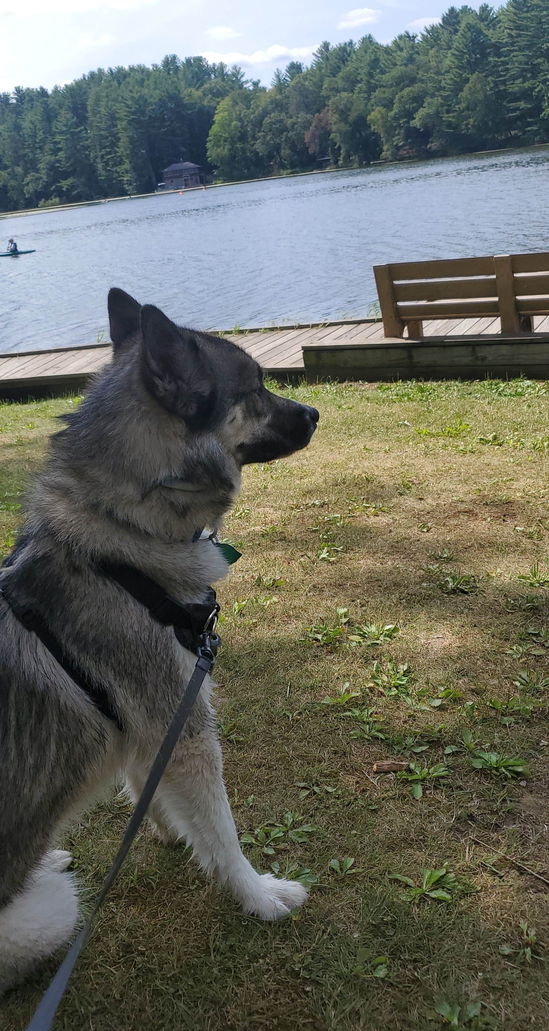 Rebecca T.'s photo of camping with pets at Bluewater Bay Campground — Mirror Lake State Park near Wisconsin Dells, WI