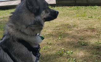 Rebecca T.'s photo of camping with pets at Bluewater Bay Campground — Mirror Lake State Park near North Freedom, WI