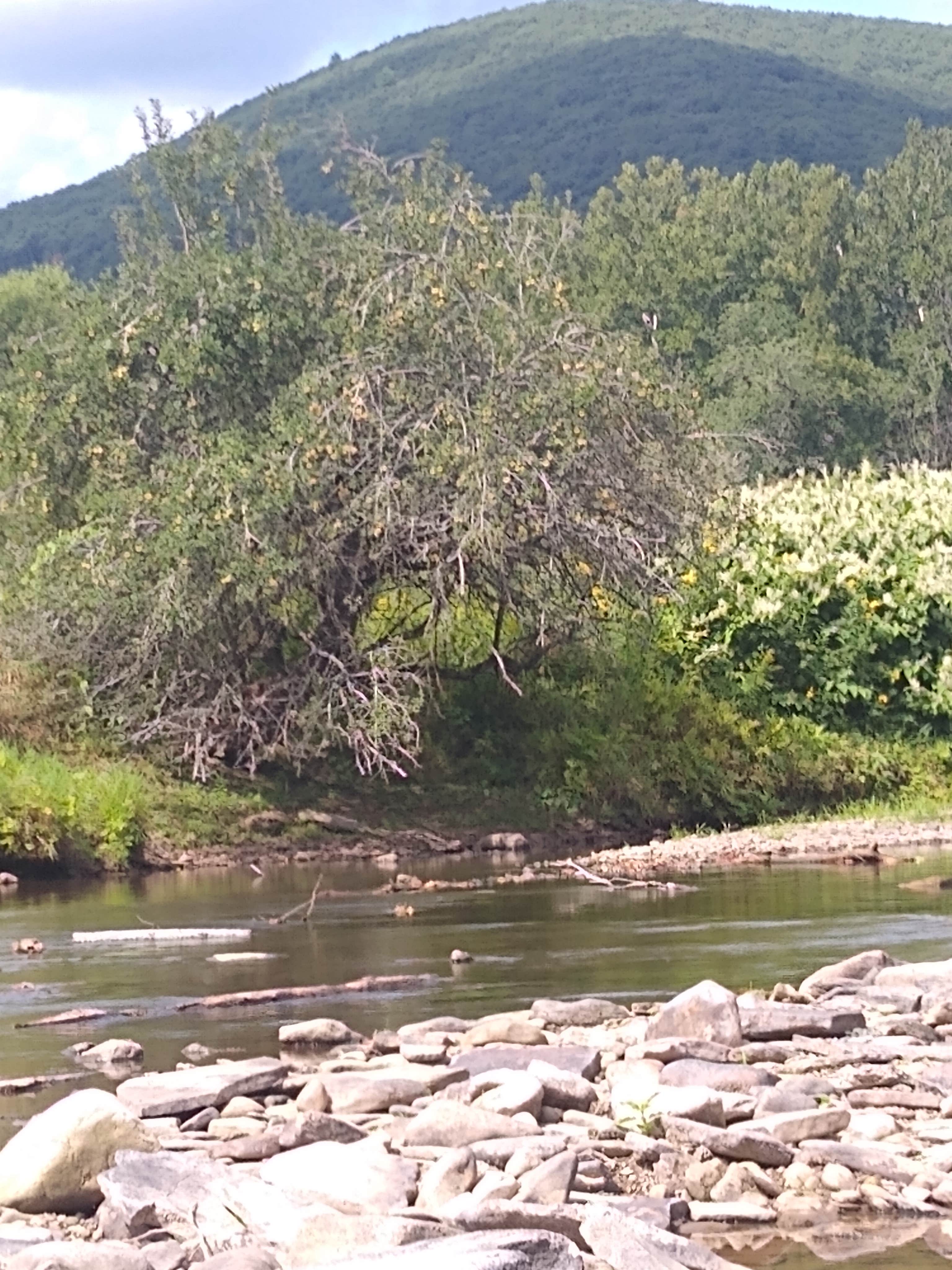 DB Adventures Camping Gaines, PA