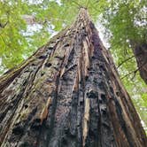 Review photo of Albee Creek Camp — Humboldt Redwoods State Park by Ann N., September 9, 2020