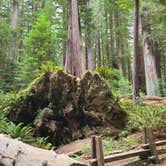 Review photo of Albee Creek Campground — Humboldt Redwoods State Park by Ann N., September 9, 2020