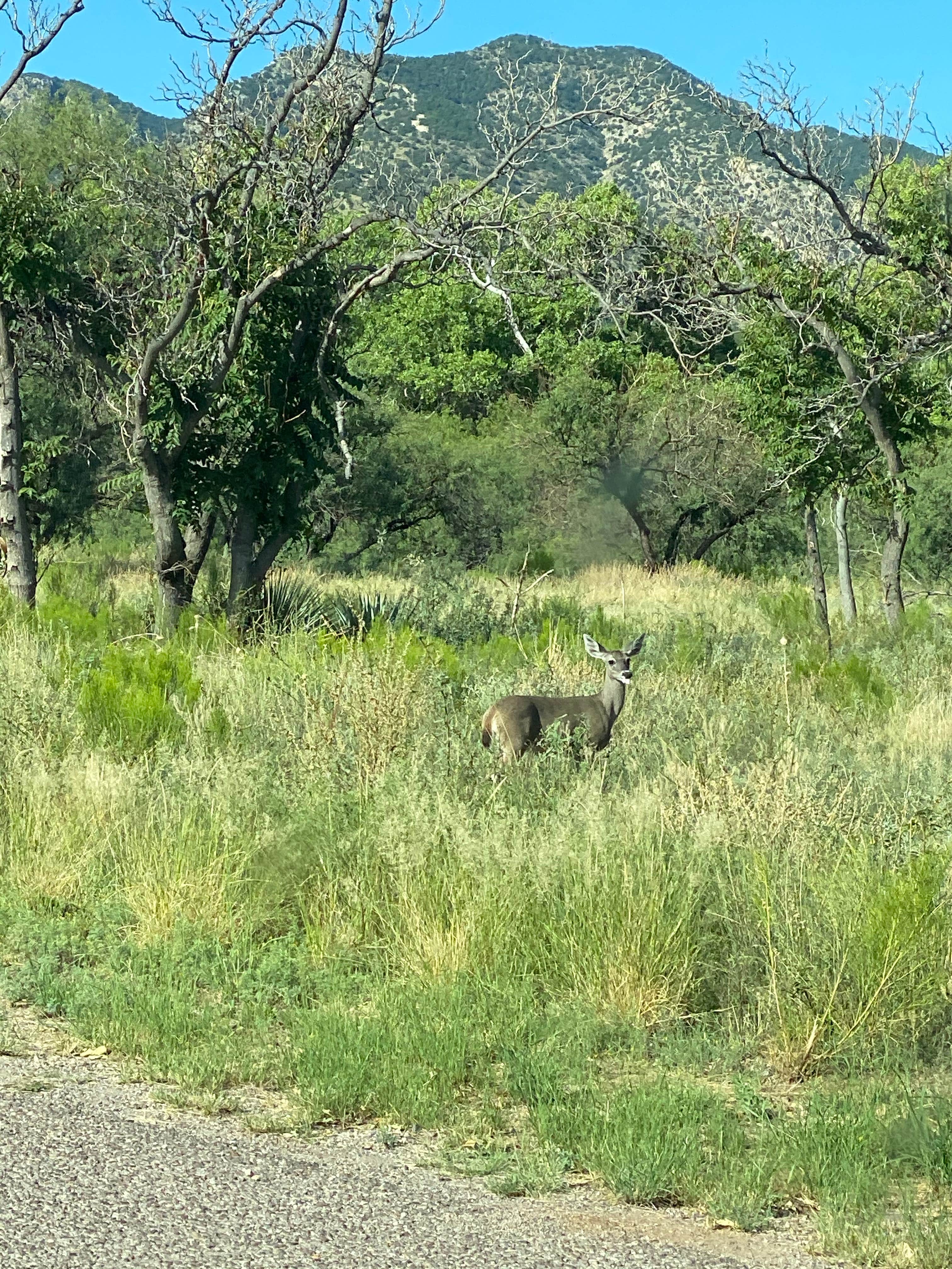 Camper submitted image from Apache Flats RV Resort - 5