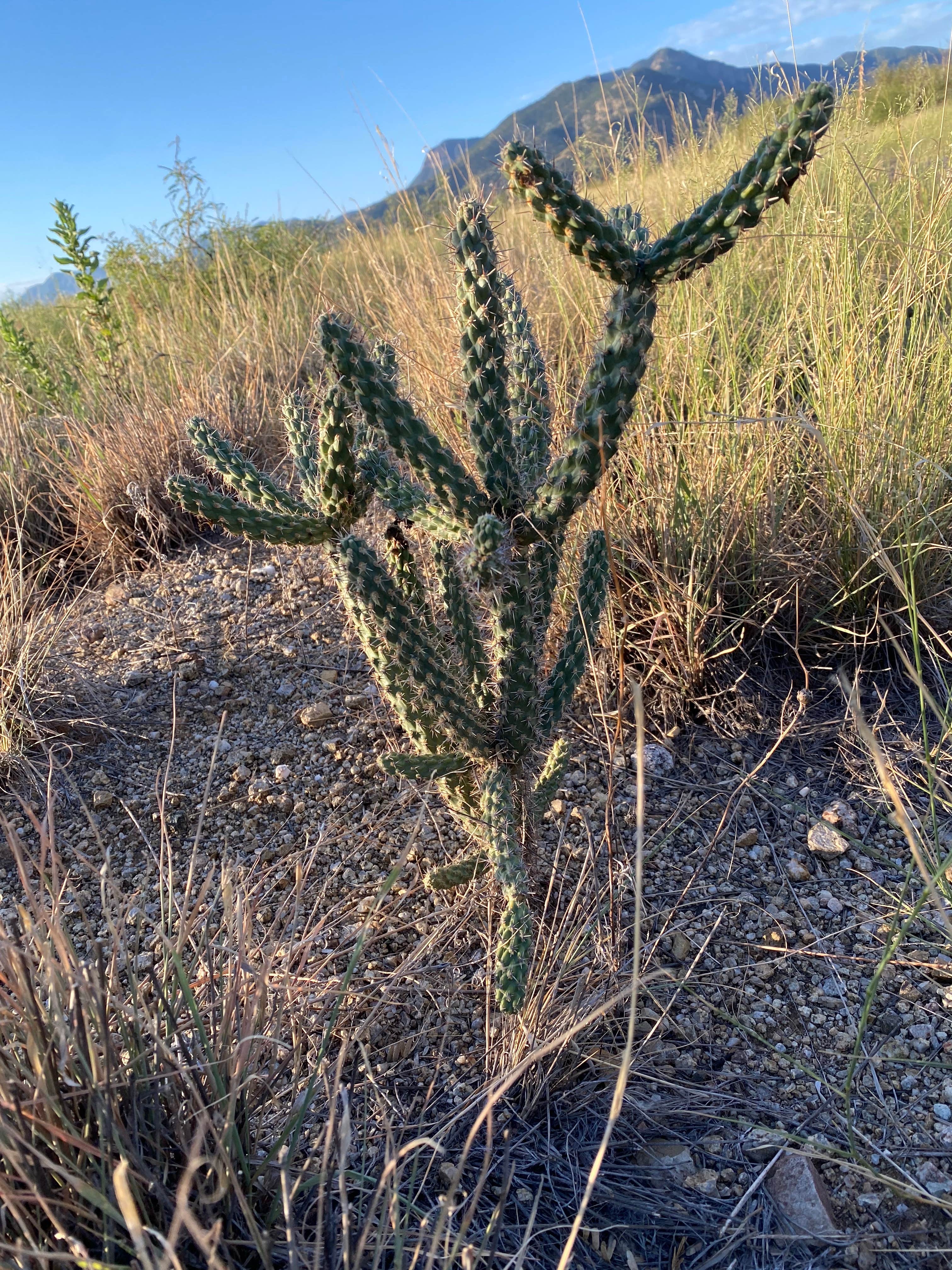 Camper-submitted photo at Apache Flats RV Resort near Sonoita, AZ