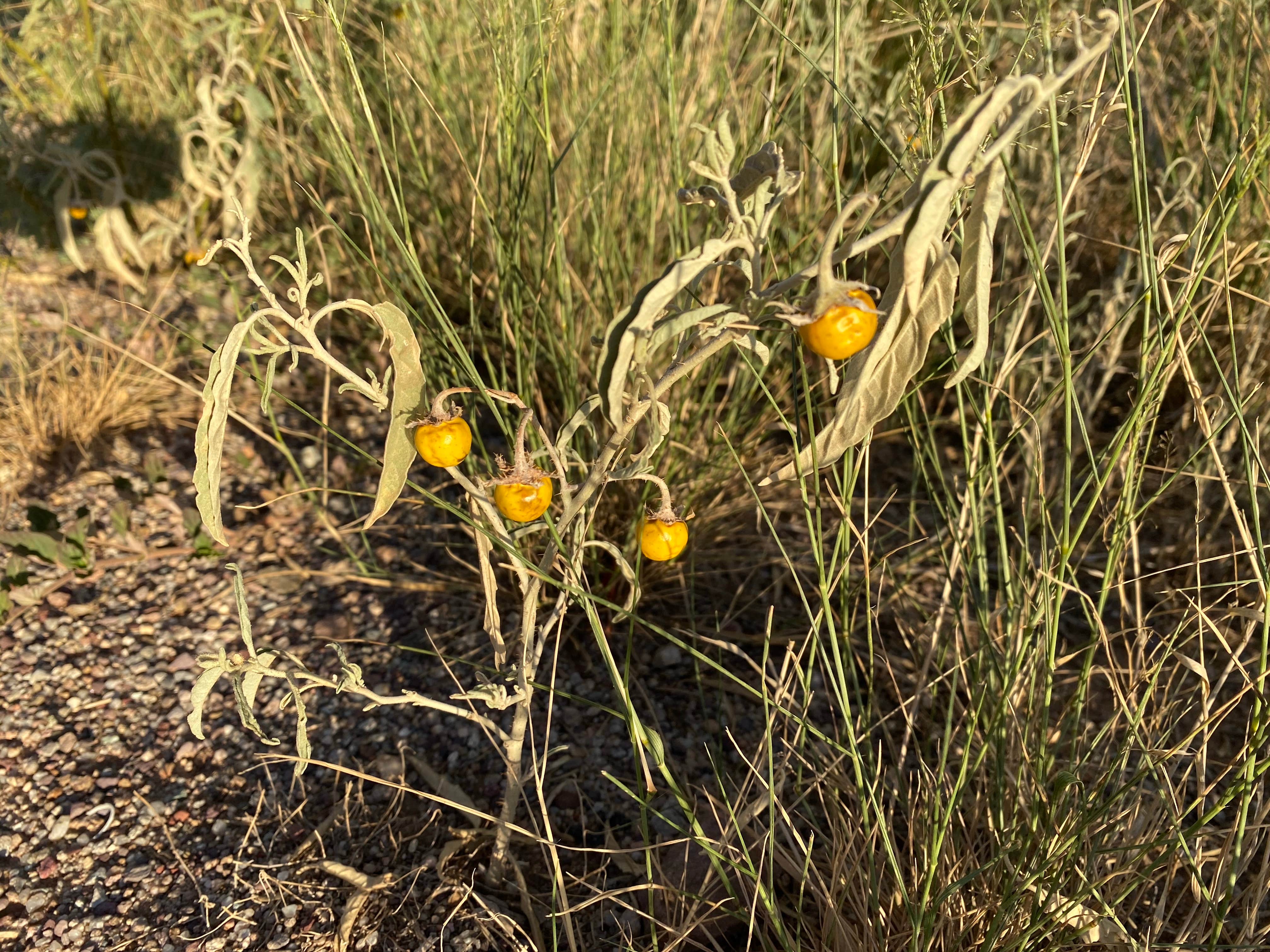 Camper-submitted photo at Apache Flats RV Resort near Sonoita, AZ