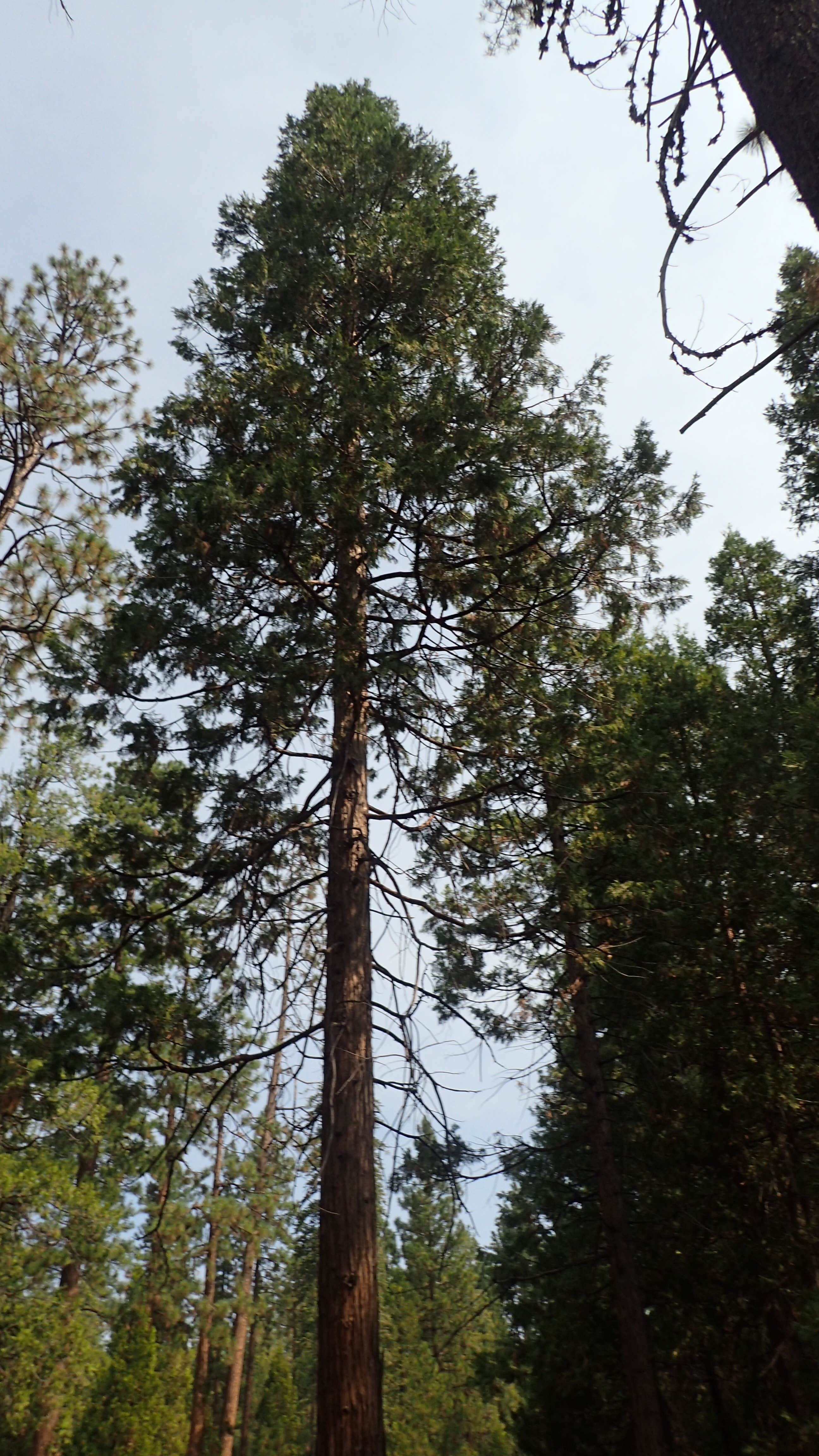 Camper-submitted photo at Bridge Campground near Hat Creek, CA