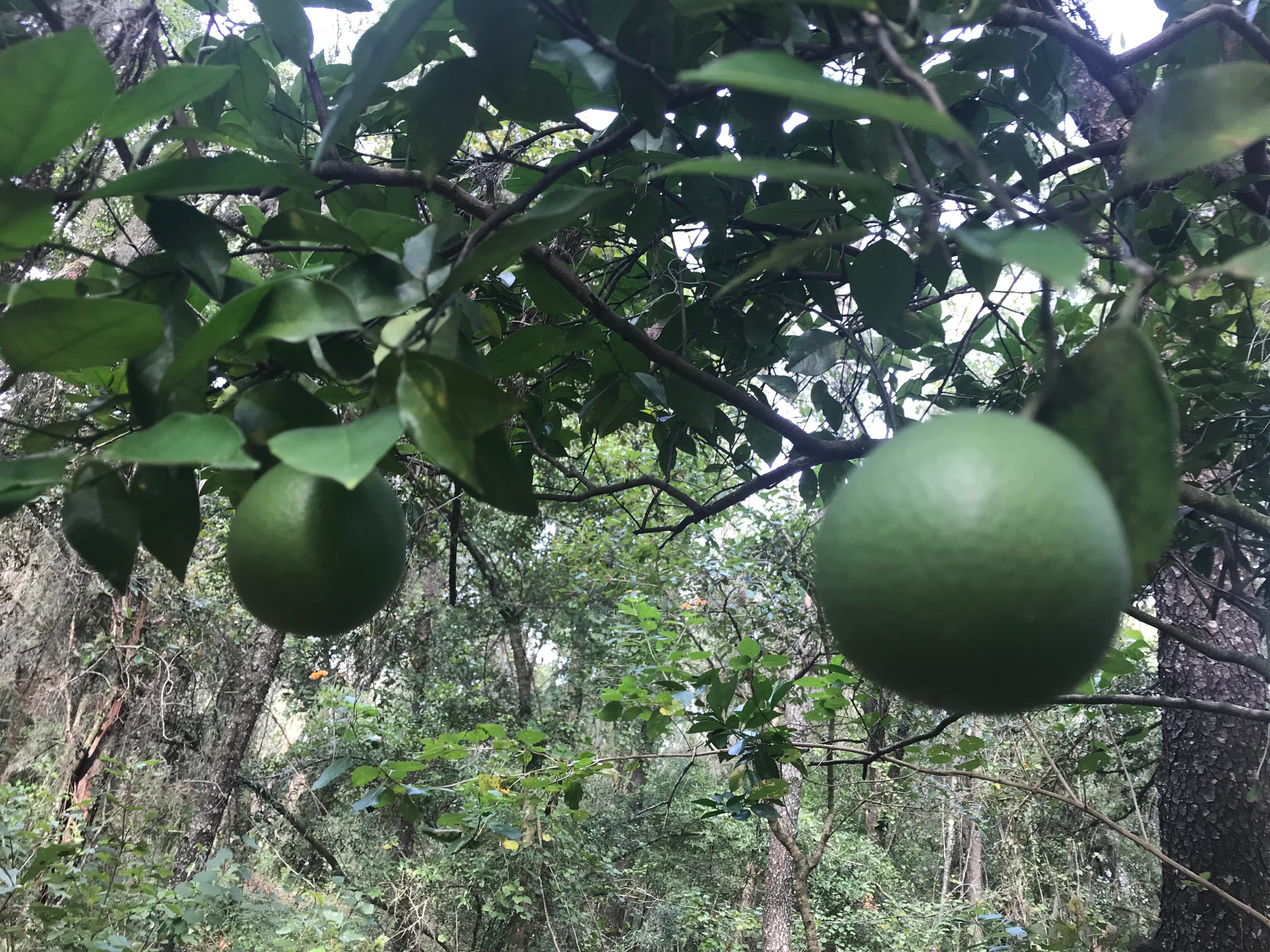 Camper-submitted photo at Lake Park near Tampa, FL