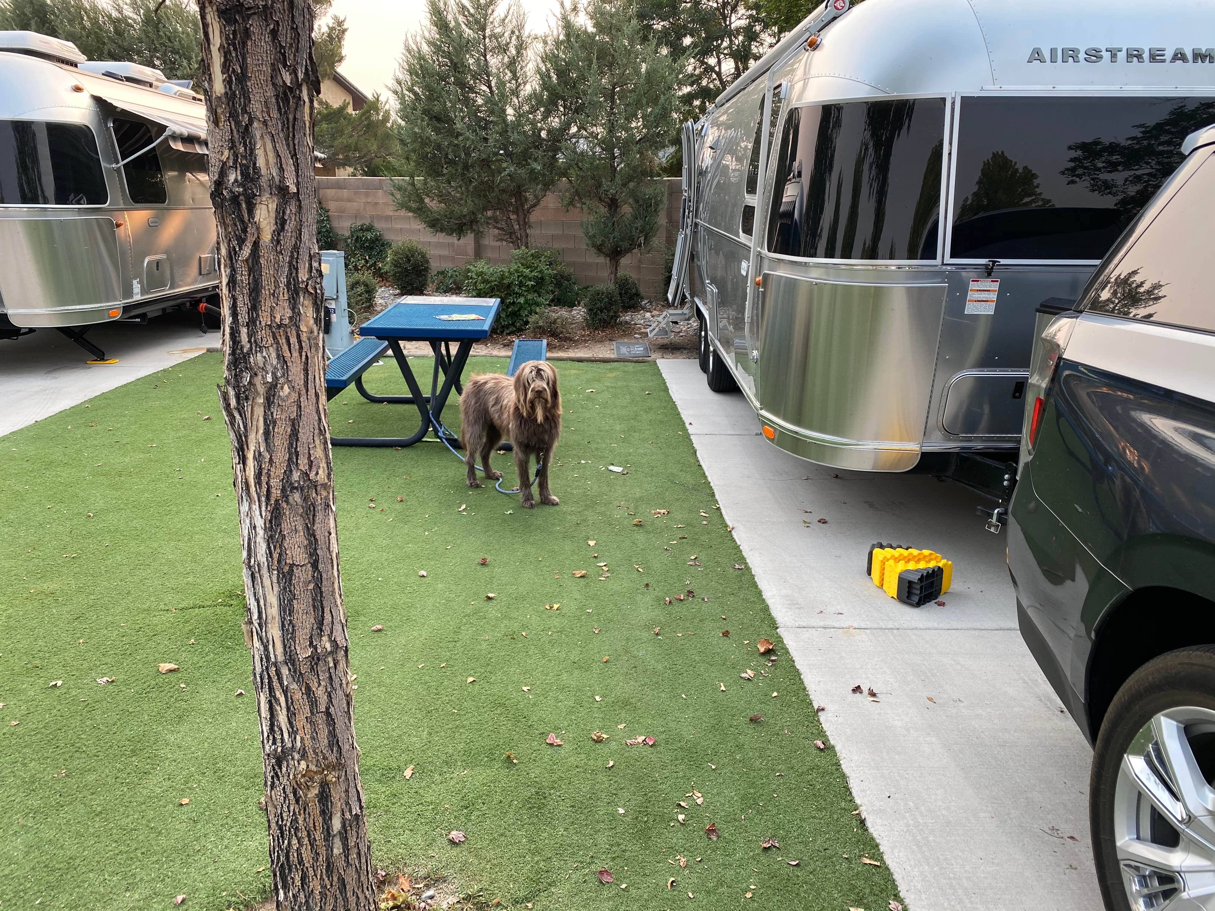 Jenny W.'s photo of camping with pets at Sparks Marina RV Park near Reno, NV