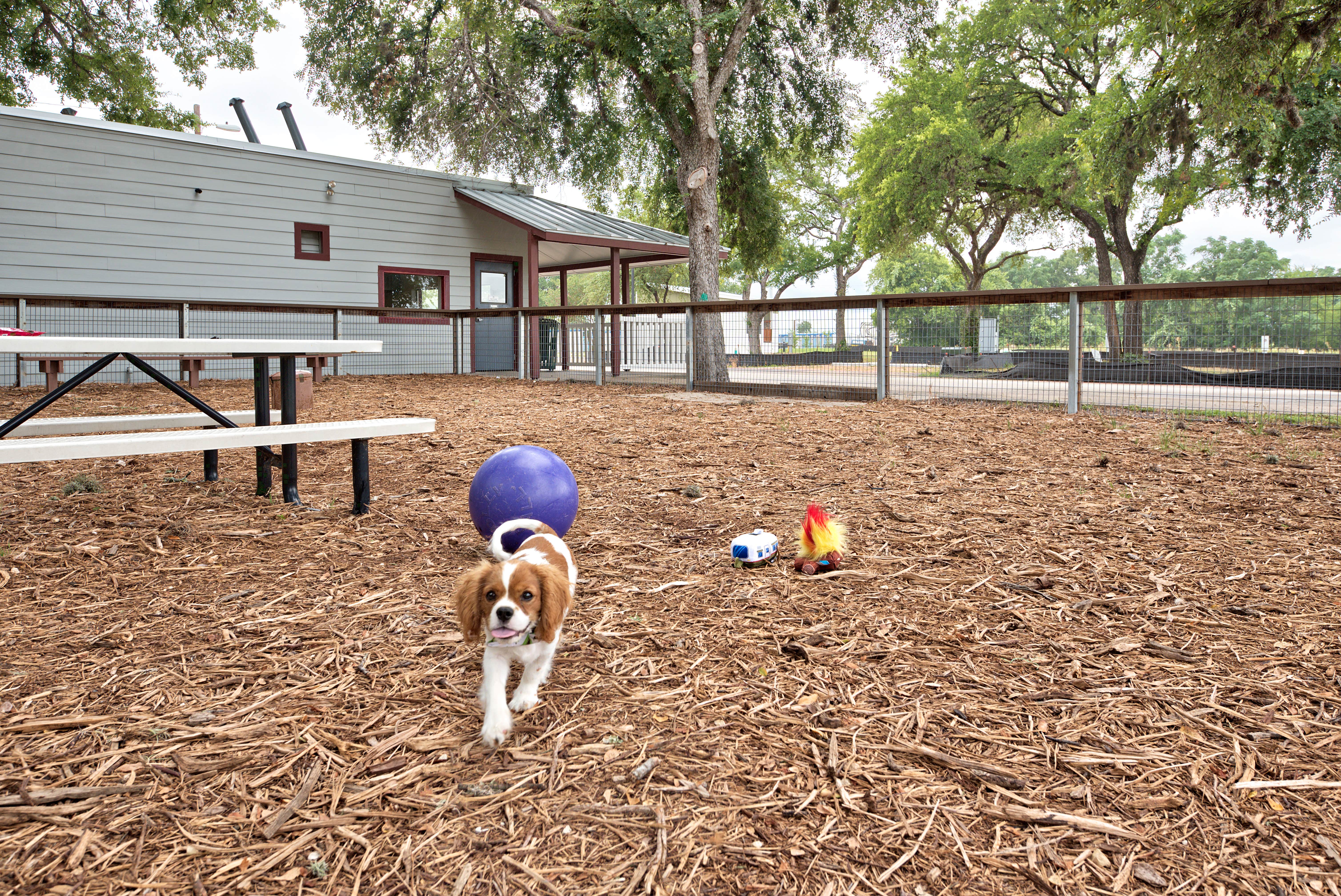 Roberts R.'s photo of camping with pets at Oak Forest RV Park near West Lake Hills, TX