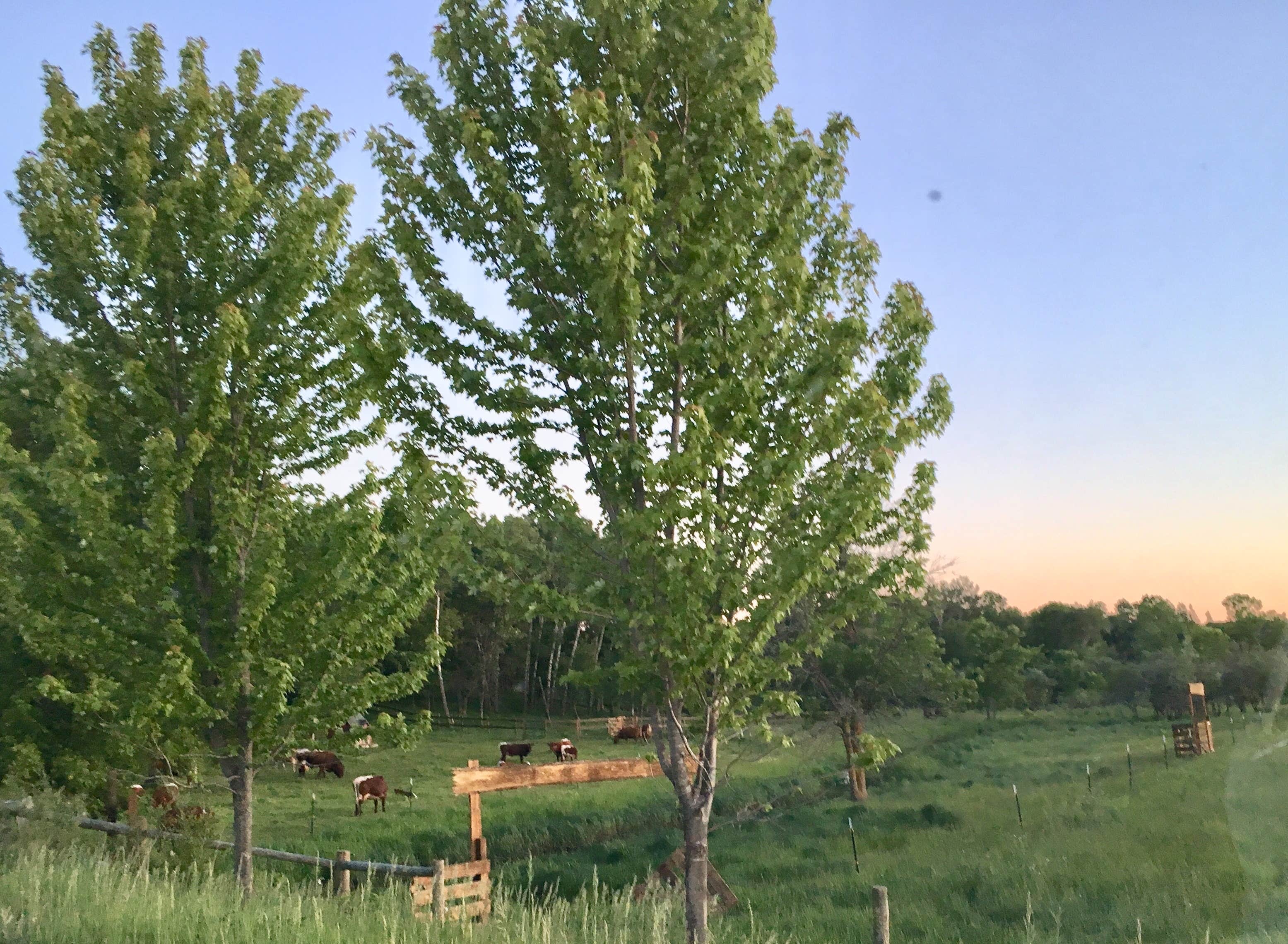 Camper submitted image from Creekwood Acres - 4
