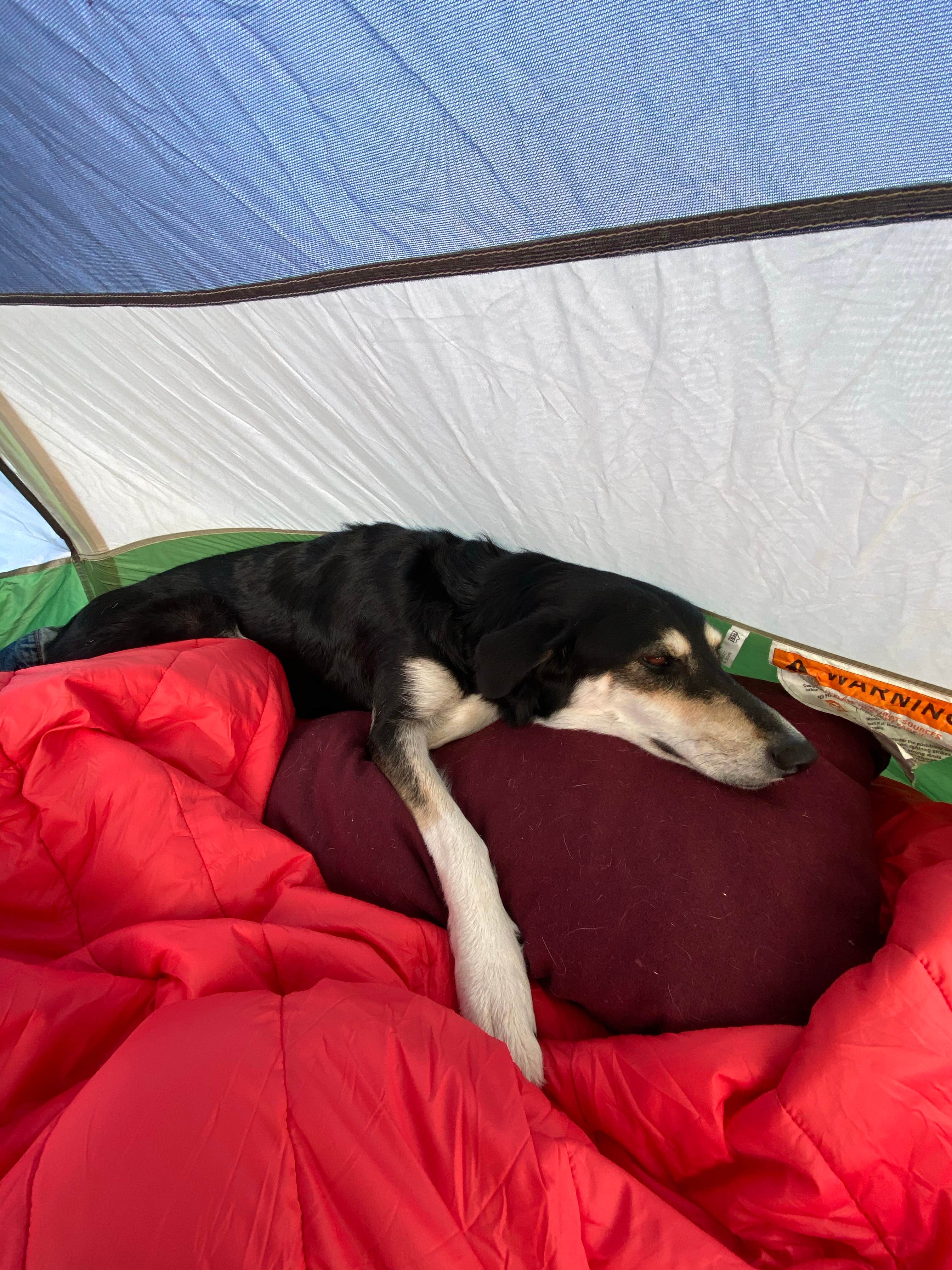 Camper submitted image from Old Kingman Highway Dispersed Camping near Bullhead City - 5