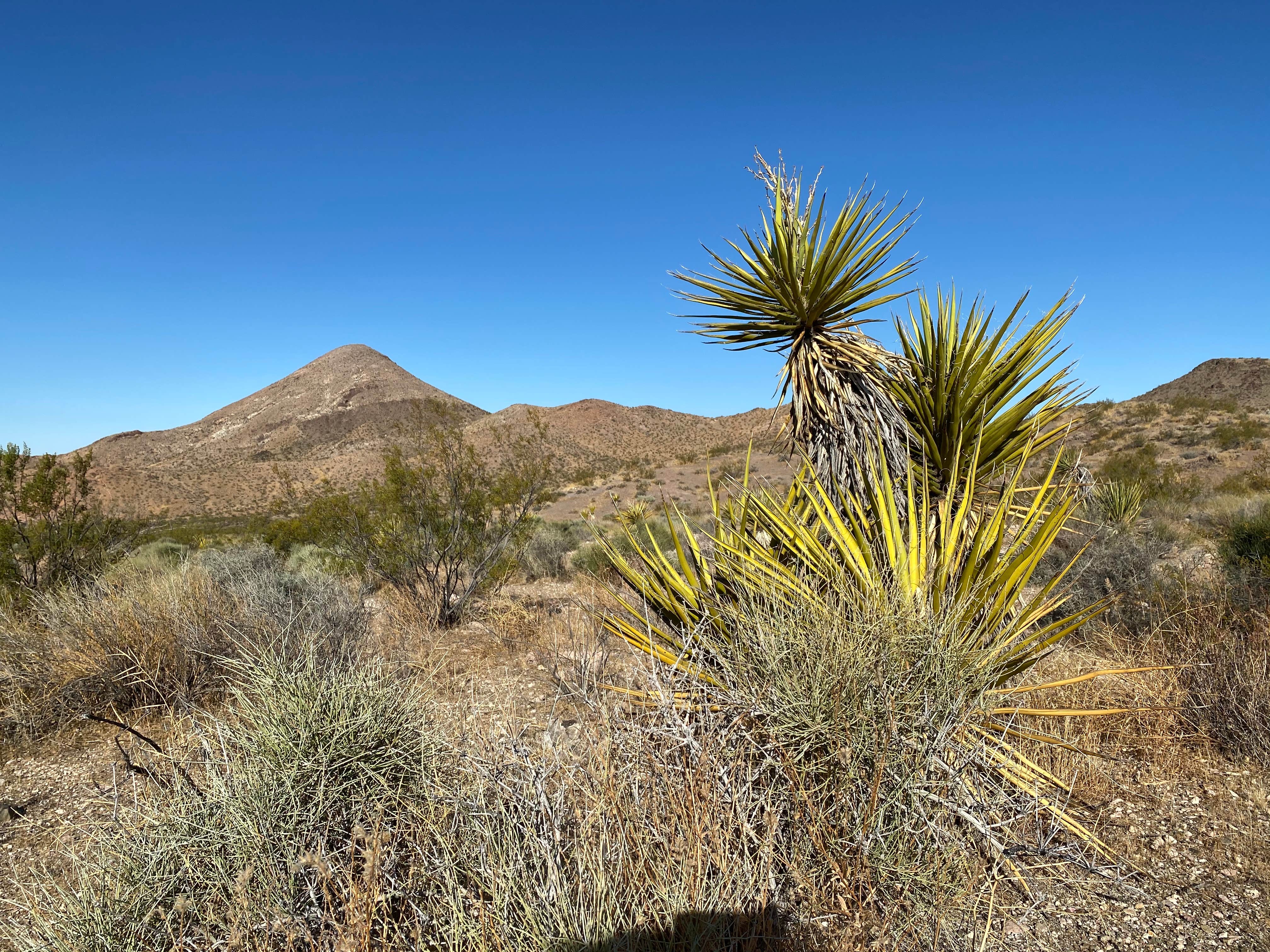 Camper-submitted photo at Old Kingman Highway Dispersed Camping near Bullhead City near Oatman, AZ