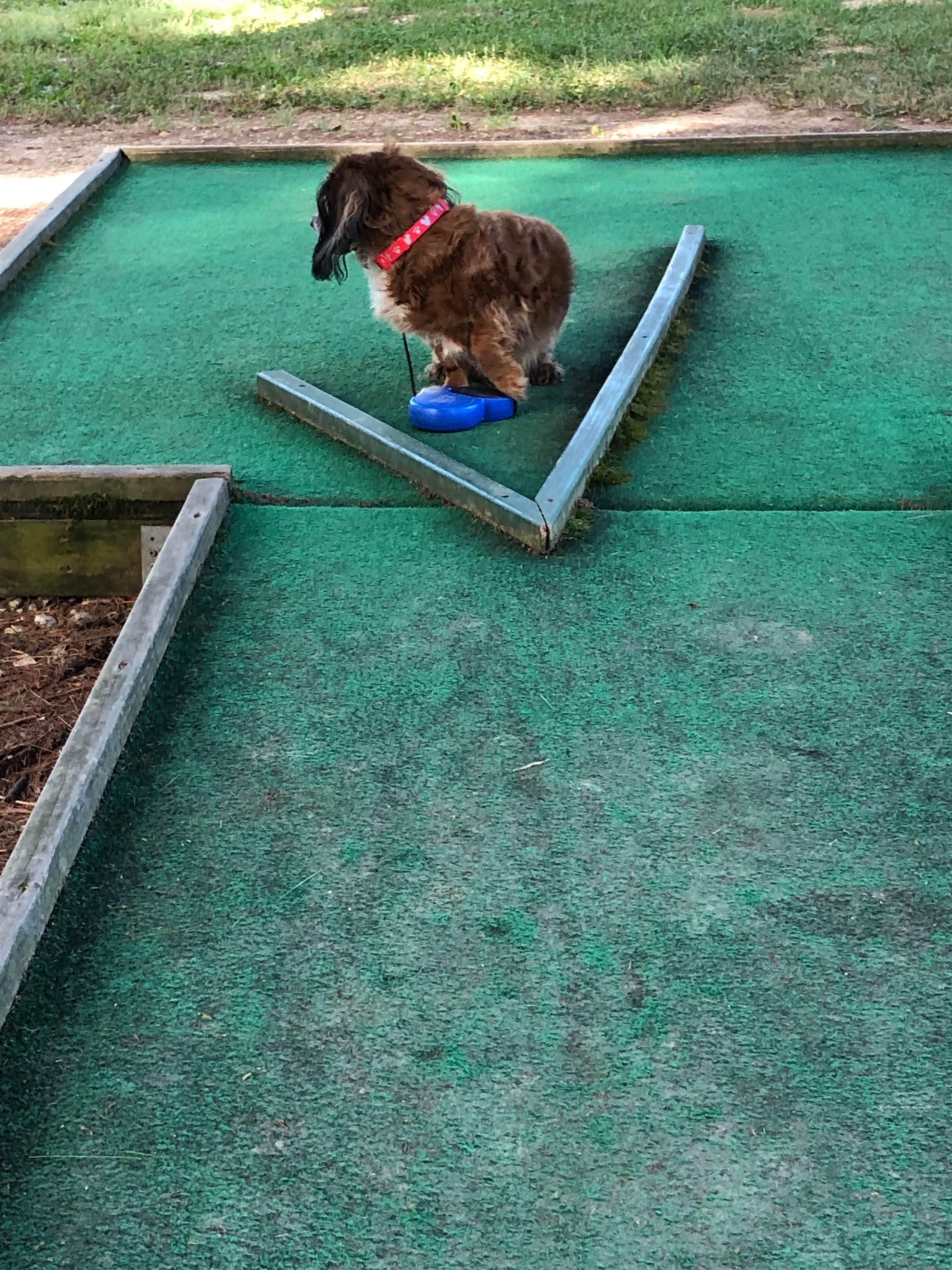 Chris C.'s photo of camping with pets at Hueston Woods State Park Campground near Springboro, OH