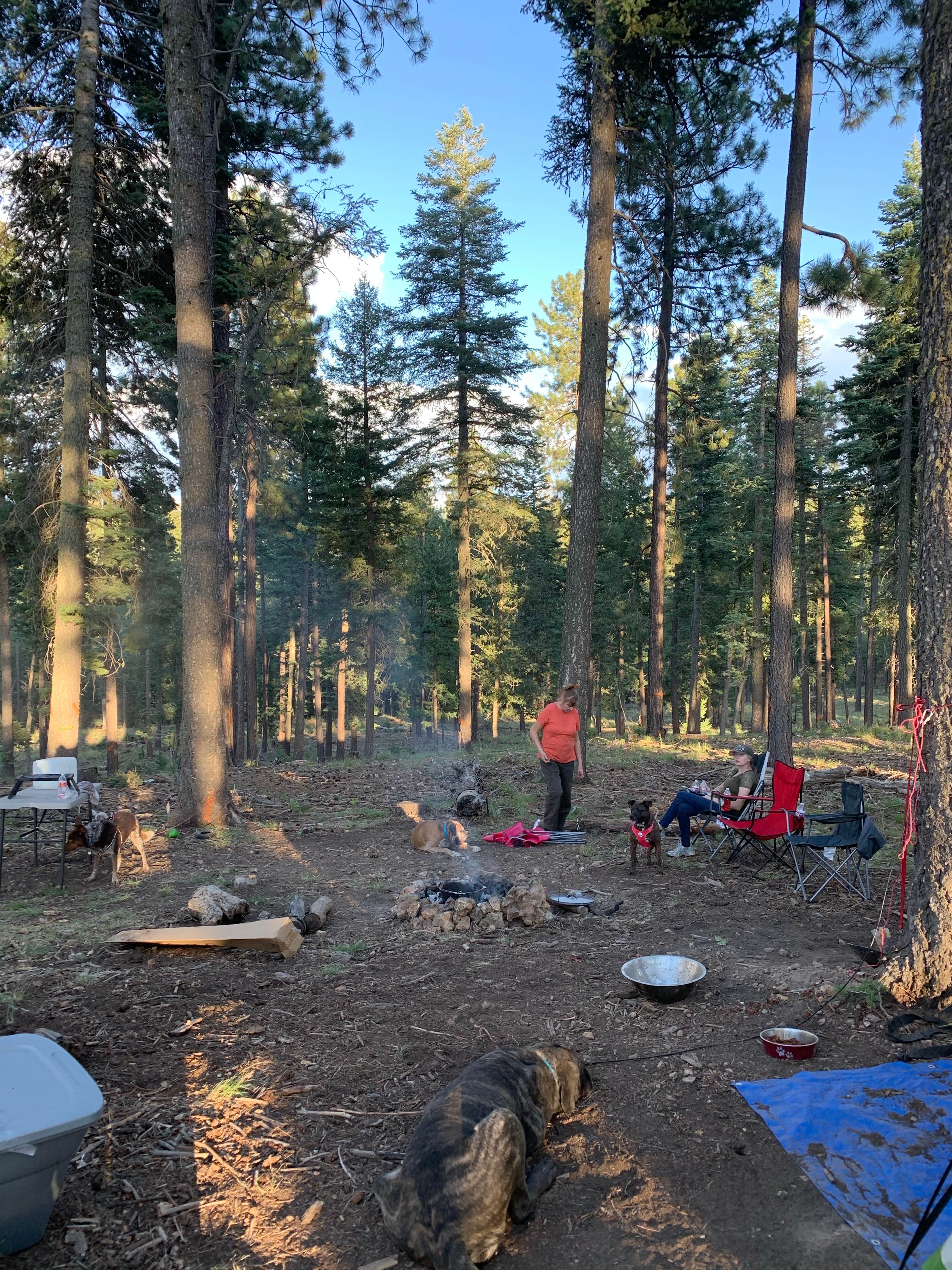 Tyler  D.'s photo of camping with pets at Bear Canyon Lake and Camping Area near Forest Lakes, AZ