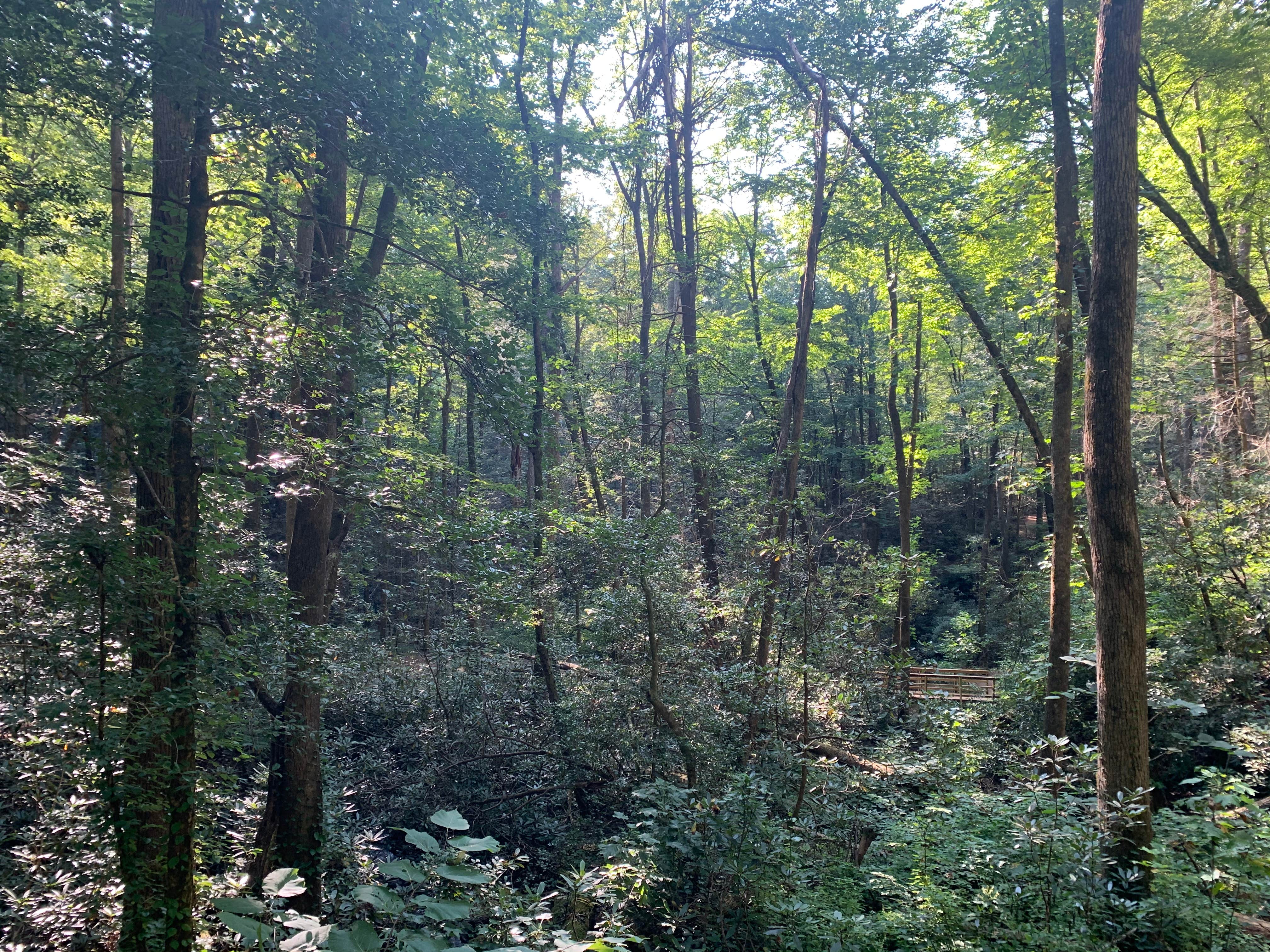 Camper-submitted photo at Desoto Falls near Dahlonega, GA