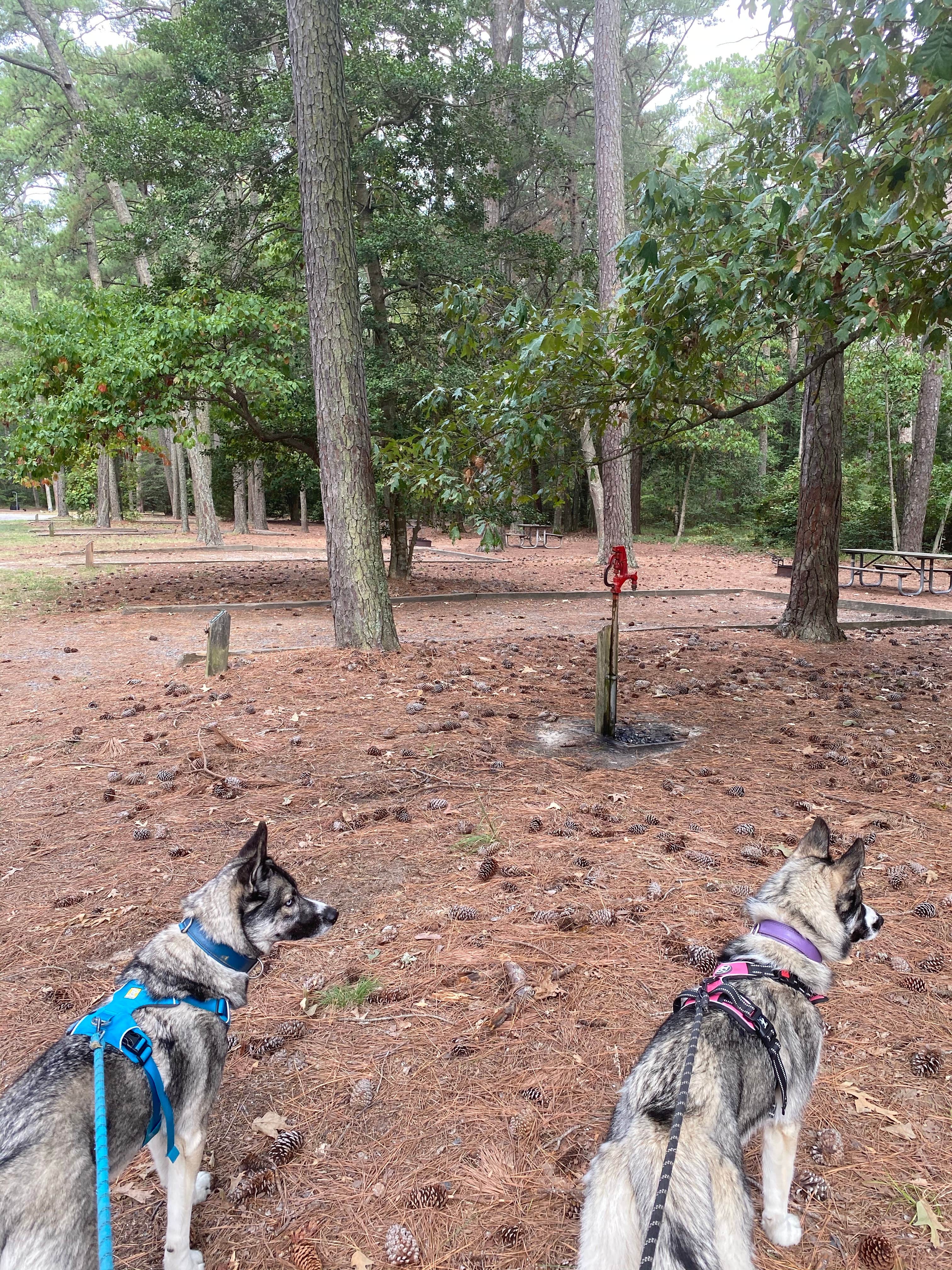 Elizabeth N.'s photo of camping with pets at Kiptopeke State Park Campground near Newport News, VA