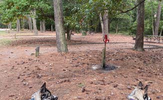 Elizabeth N.'s photo of camping with pets at Kiptopeke State Park Campground near Newport News, VA