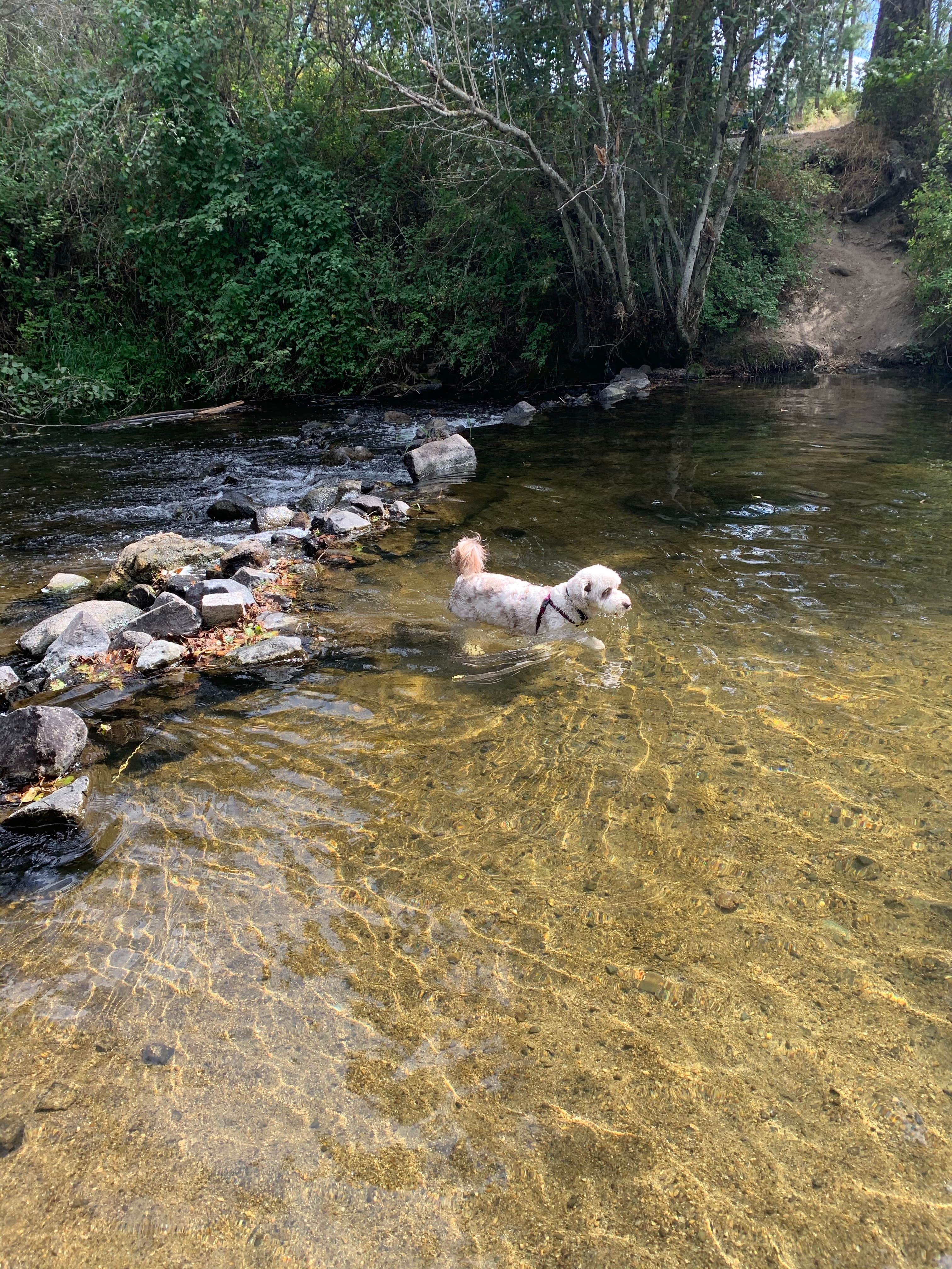Nick's photo of camping with pets at Dragoon Creek Campground near Newman Lake, WA