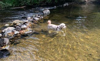 Nick's photo of camping with pets at Dragoon Creek Campground near Tumtum, WA