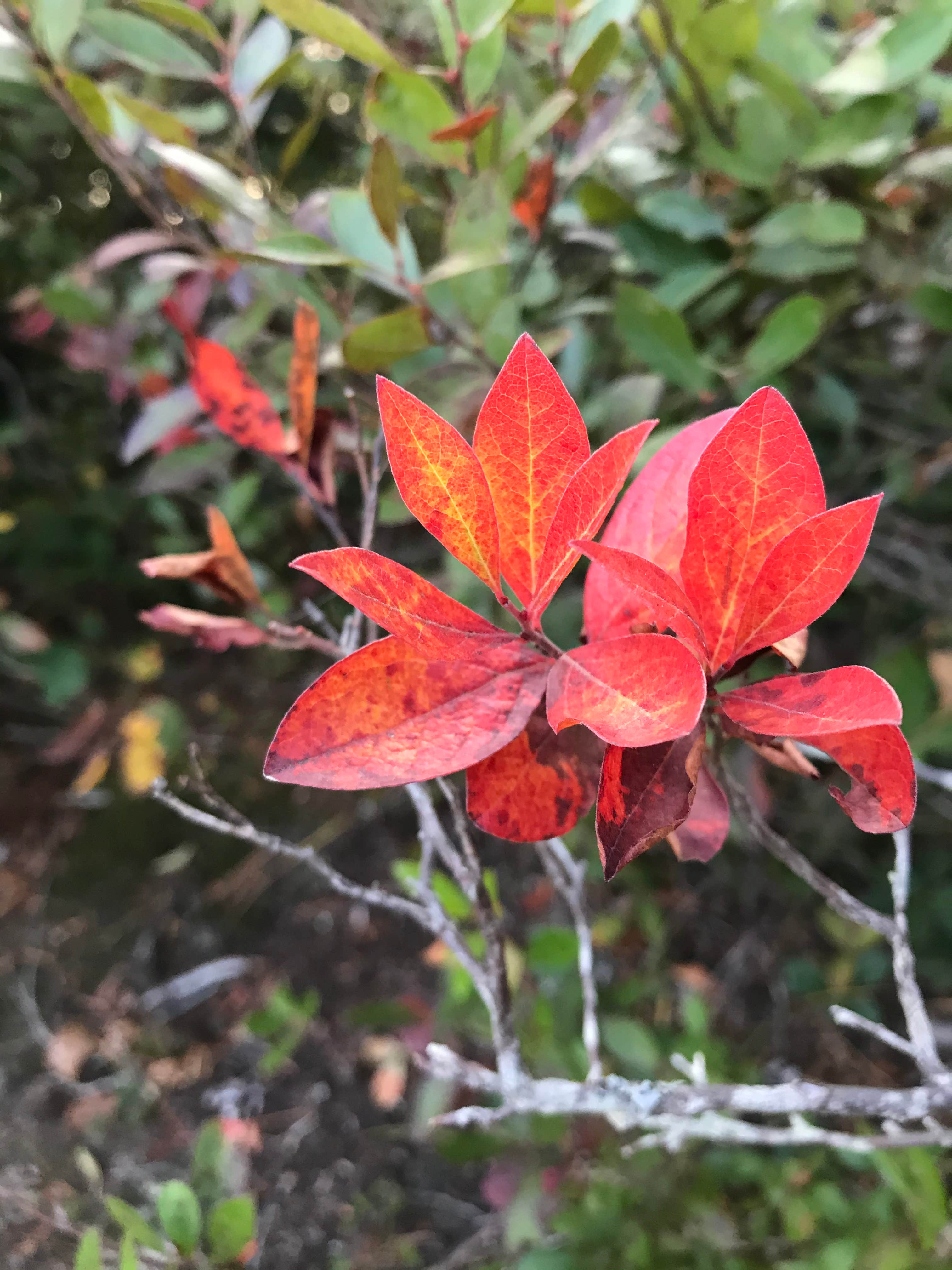 Camper-submitted photo at Francis Lake near Woodgate, NY