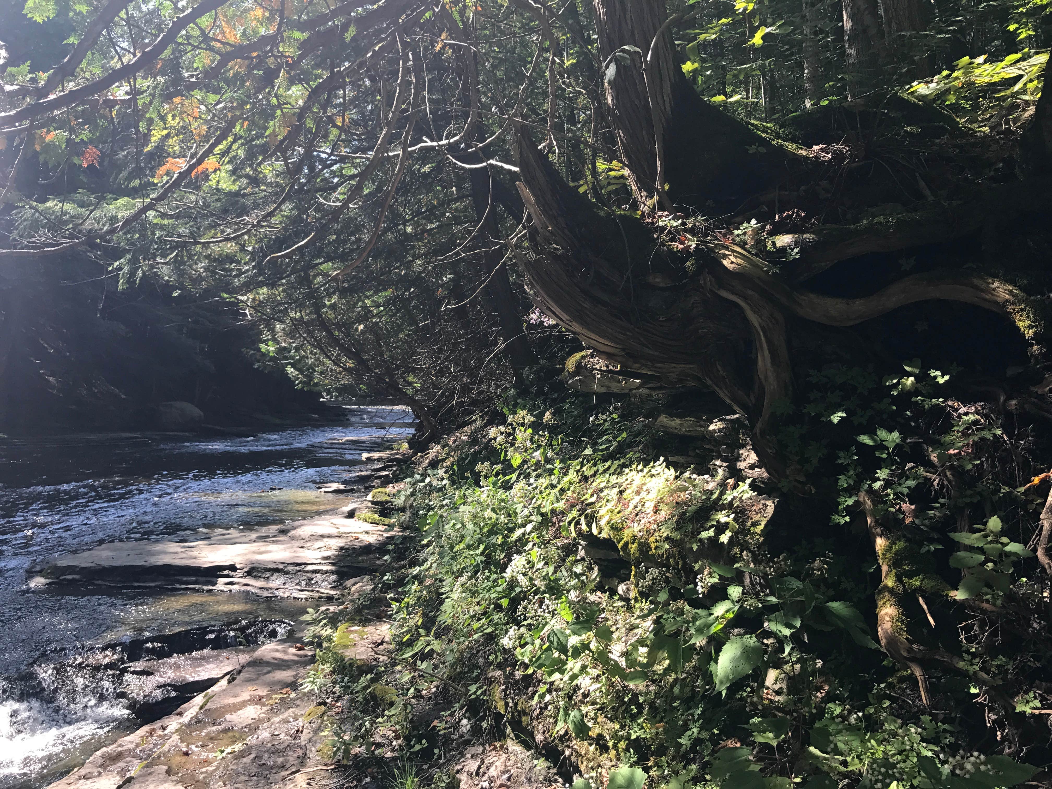 Camper submitted image from Whitaker Falls Park - 2